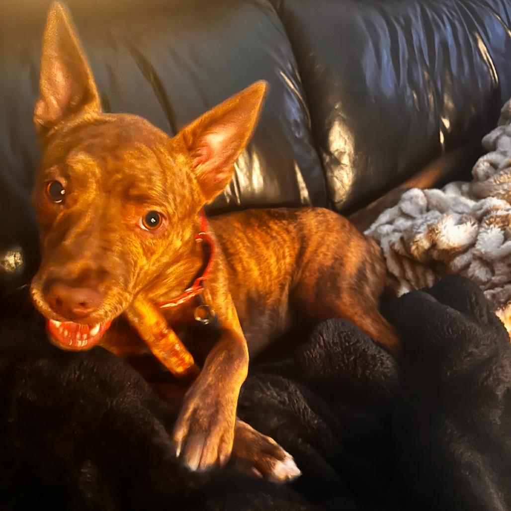 Enlarge Charisma, a Adoptable mixed breed in Newberg, OR image 3/6