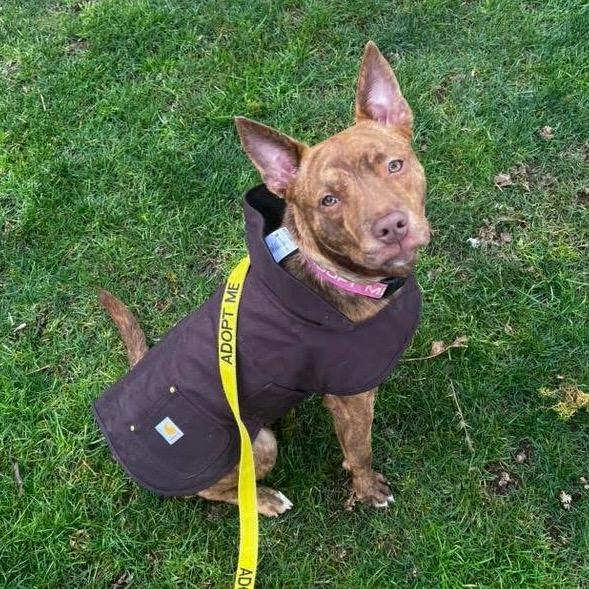 Enlarge Charisma, a Adoptable mixed breed in Newberg, OR image 4/6