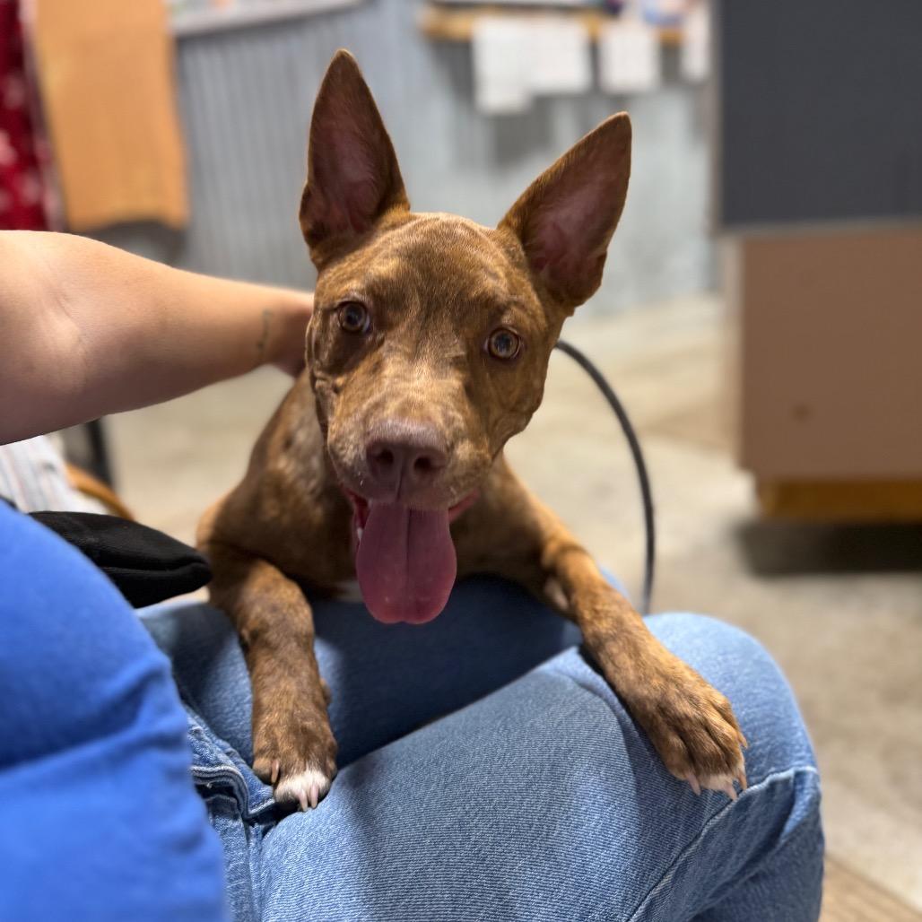 Enlarge Charisma, a Adoptable mixed breed in Newberg, OR image 5/6