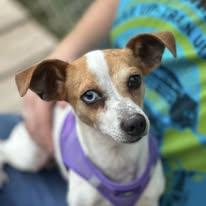 Enlarge Dobby, a Adoptable Chiweenie in Lexington, VA image 2/3