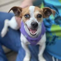 Enlarge Dobby, a Adoptable Chiweenie in Lexington, VA image 3/3