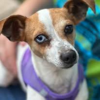 Enlarge Dobby, a Adoptable Chiweenie in Lexington, VA image 1/3