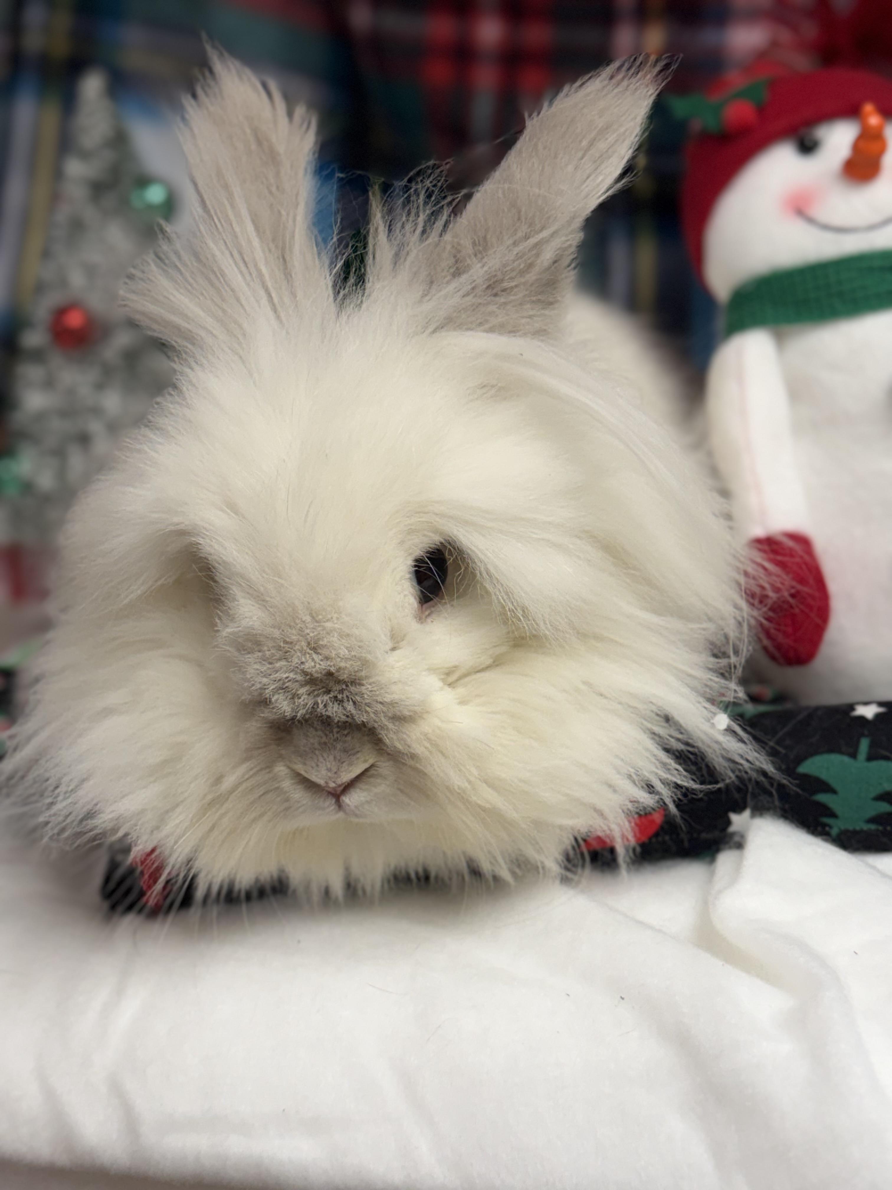 Aisling: featured pet!!, a Adoptable Lionhead in Edinburg, PA image 6/6
