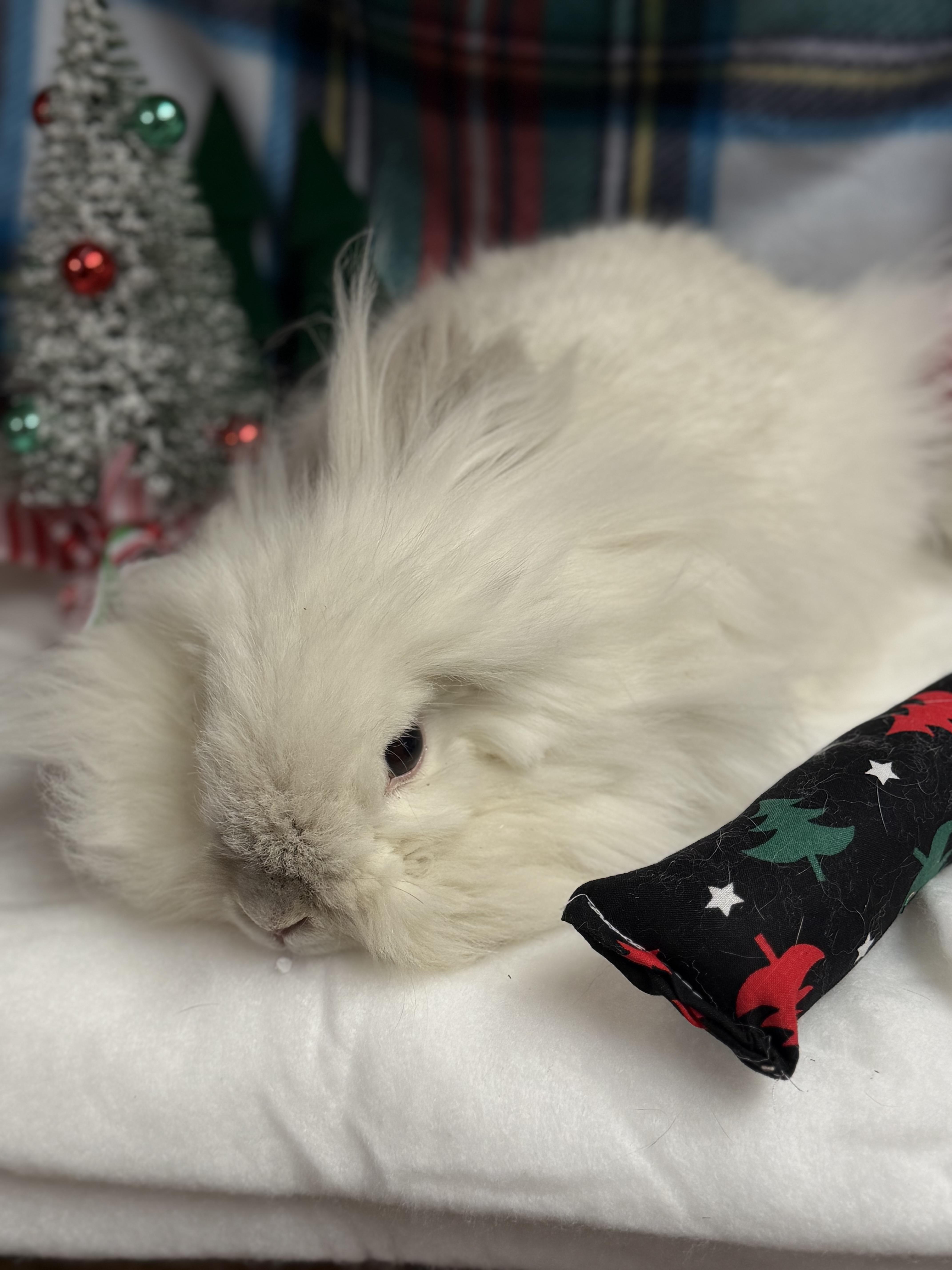 Aisling: featured pet!!, a Adoptable Lionhead in Edinburg, PA image 3/6