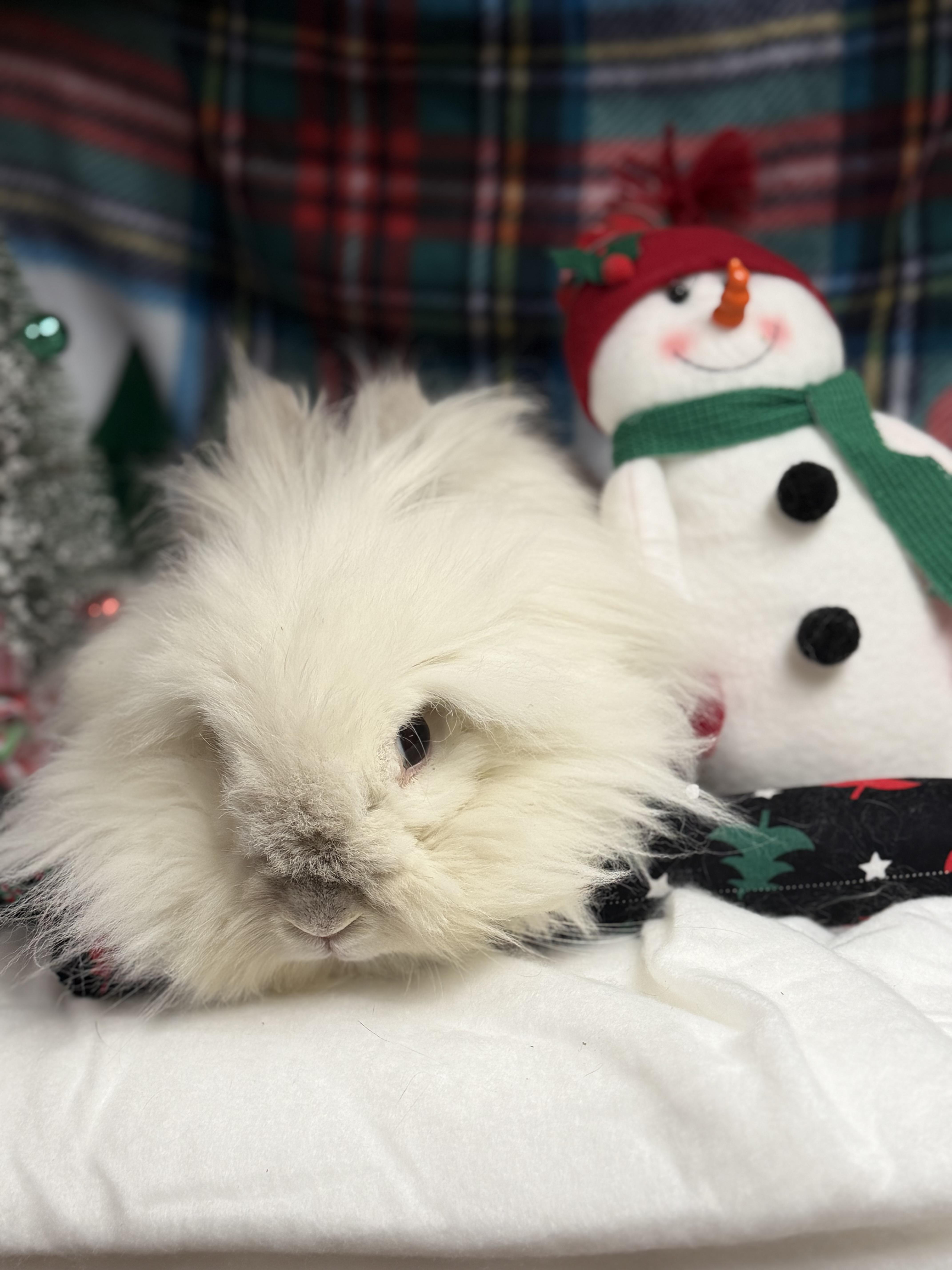 Aisling: featured pet!!, a Adoptable Lionhead in Edinburg, PA image 4/6