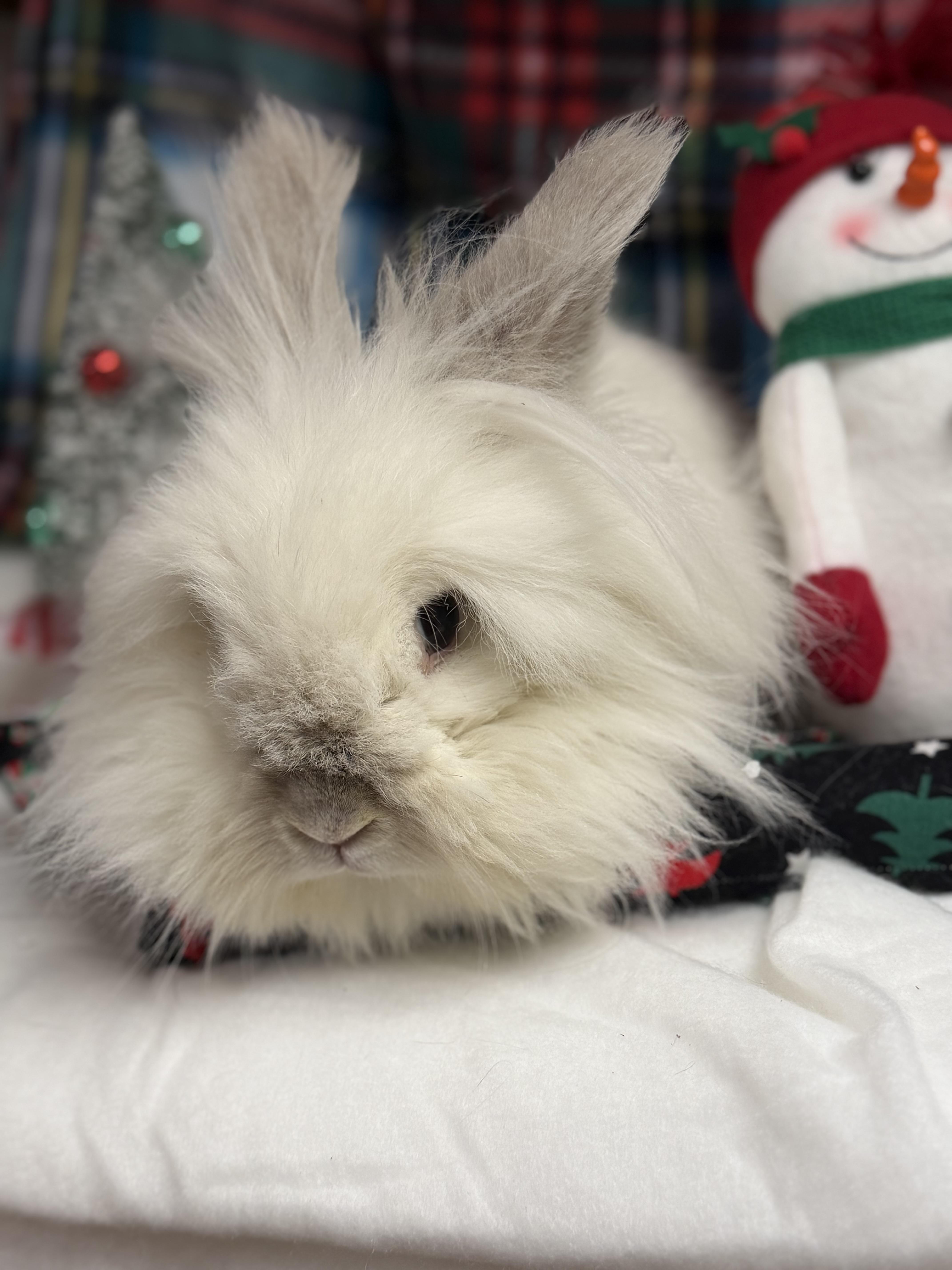 Aisling: featured pet!!, Adoptable, Adult Female Lionhead.