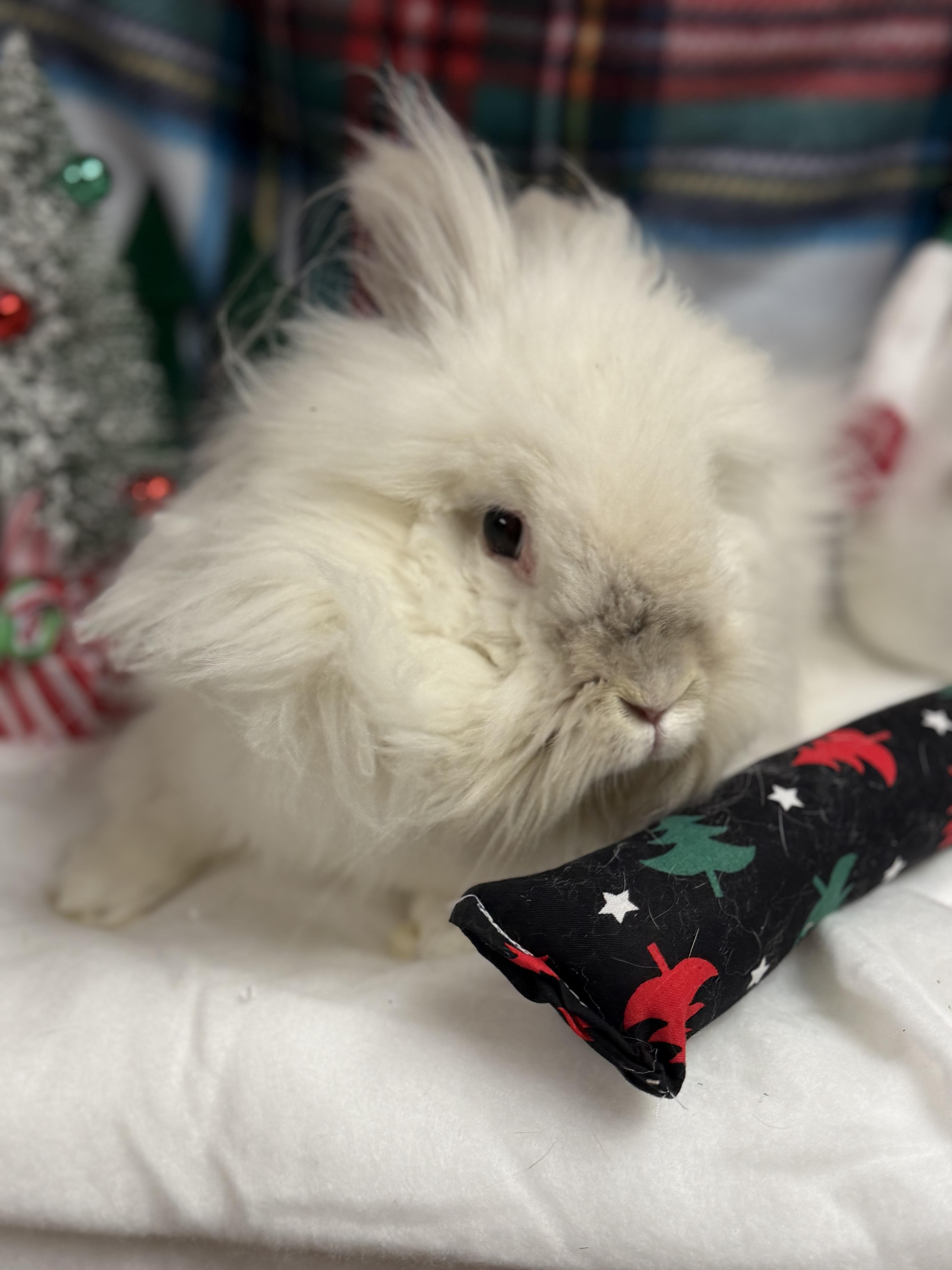 Aisling: featured pet!!, a Adoptable Lionhead in Edinburg, PA image 5/6