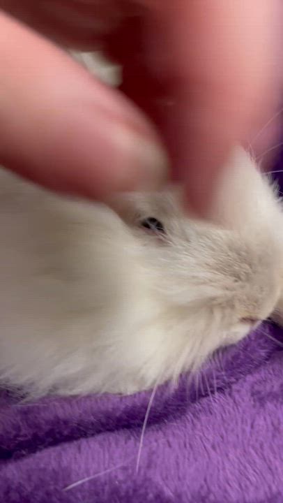 Enlarge Aisling: featured pet!!, a Adoptable Lionhead in Edinburg, PA video 2/6