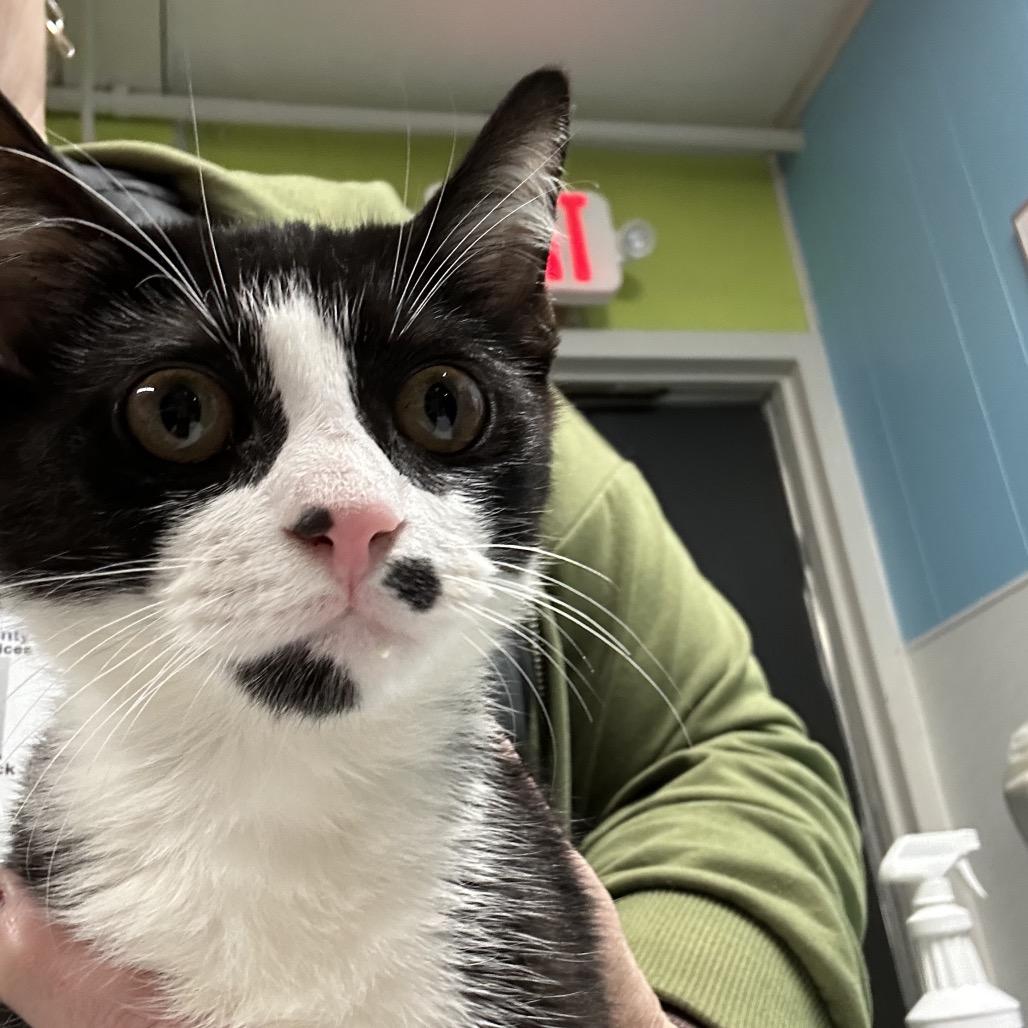 Sylvester, Adoptable, Young Male Domestic Short Hair.