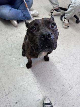 Vera Lee, Adoptable, Adult Female Pit Bull Terrier & Mixed Breed.