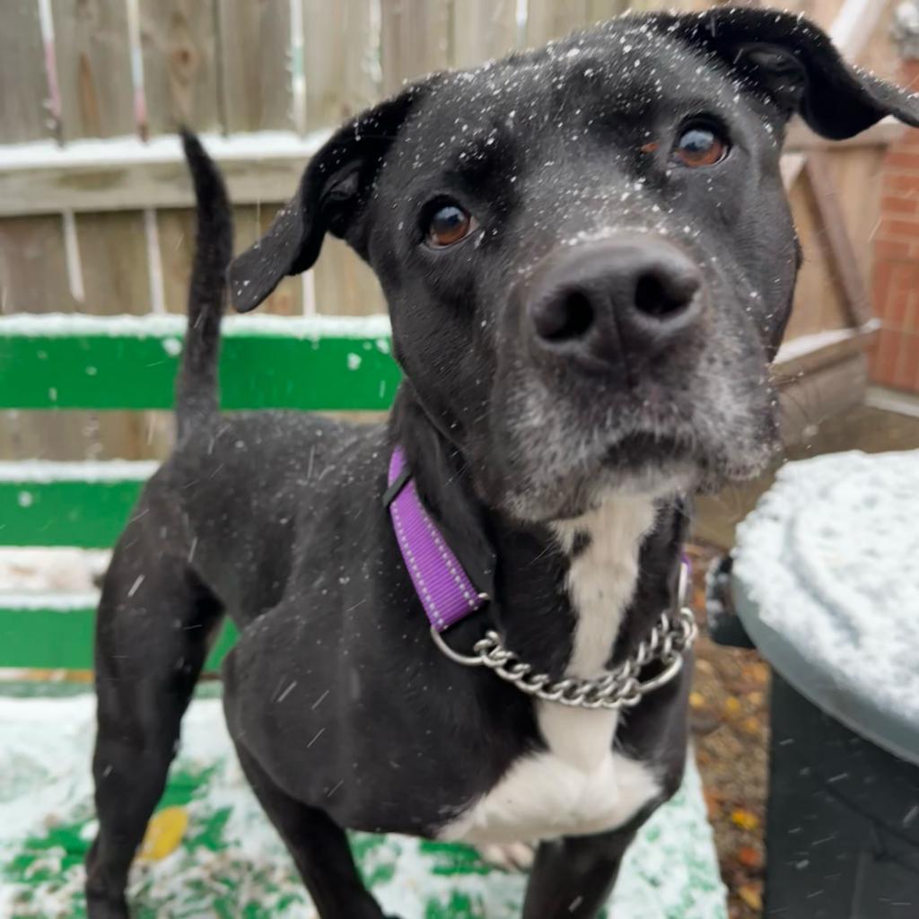 Enlarge Angie, a Adoptable Labrador Retriever in Franklin, TN image 1/6
