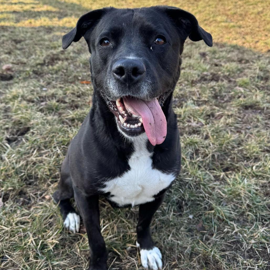 Enlarge Angie, a Adoptable Labrador Retriever in Franklin, TN image 2/6