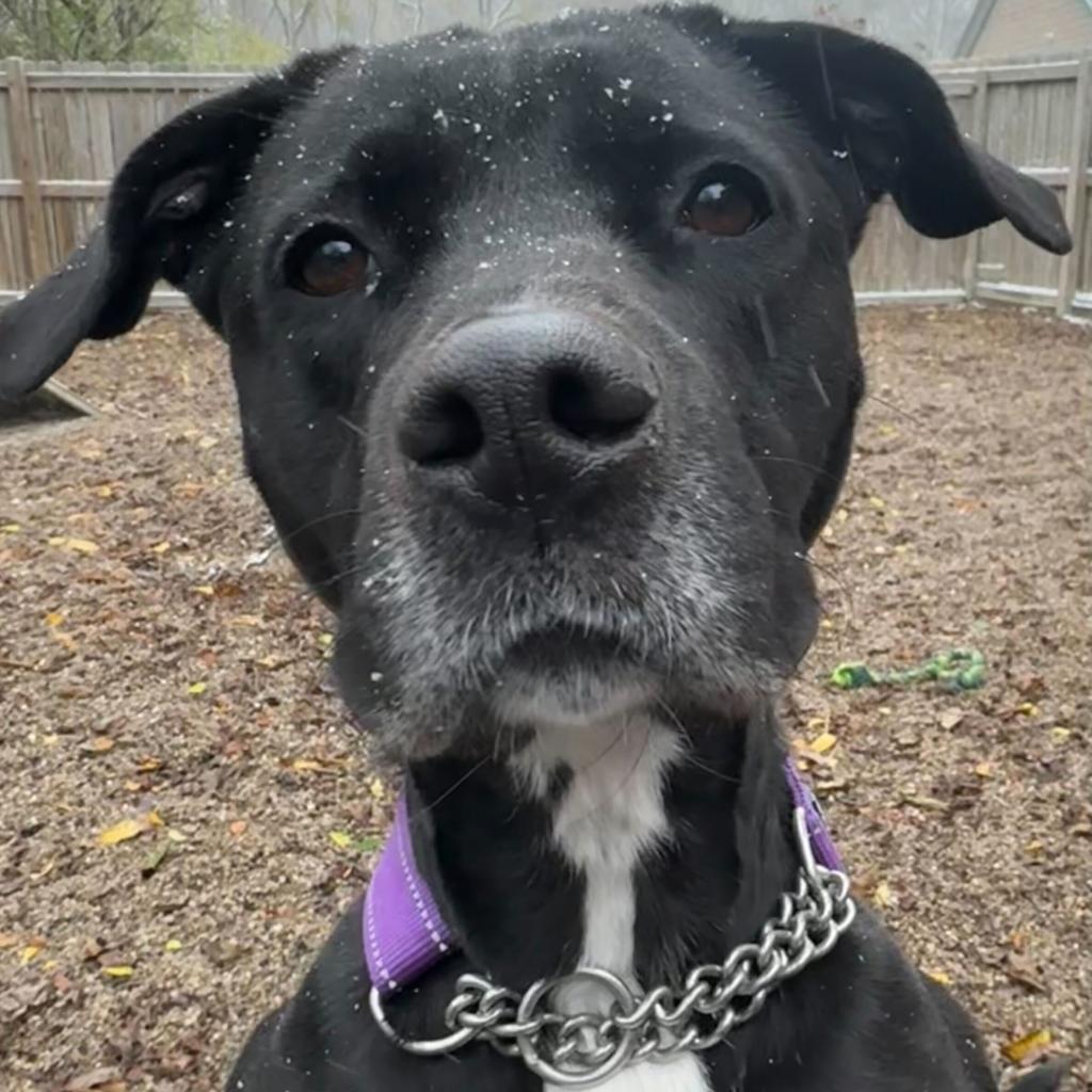 Enlarge Angie, a Adoptable Labrador Retriever in Franklin, TN image 6/6