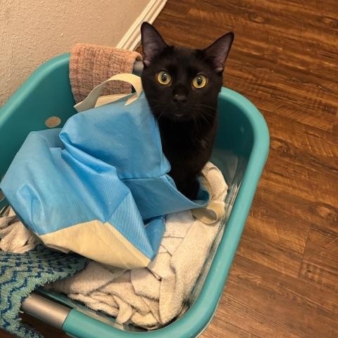 Black Panther, Adoptable, Adult Male Domestic Short Hair.