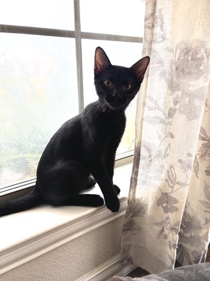 Enlarge Black Panther, a Adoptable Domestic Short Hair in Fort Worth, TX image 2/4