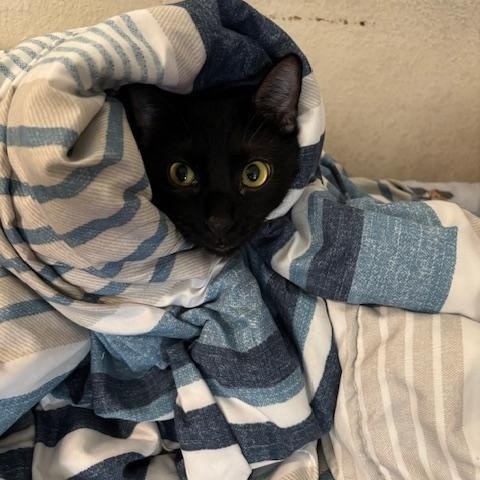 Enlarge Black Panther, a Adoptable Domestic Short Hair in Fort Worth, TX image 3/4