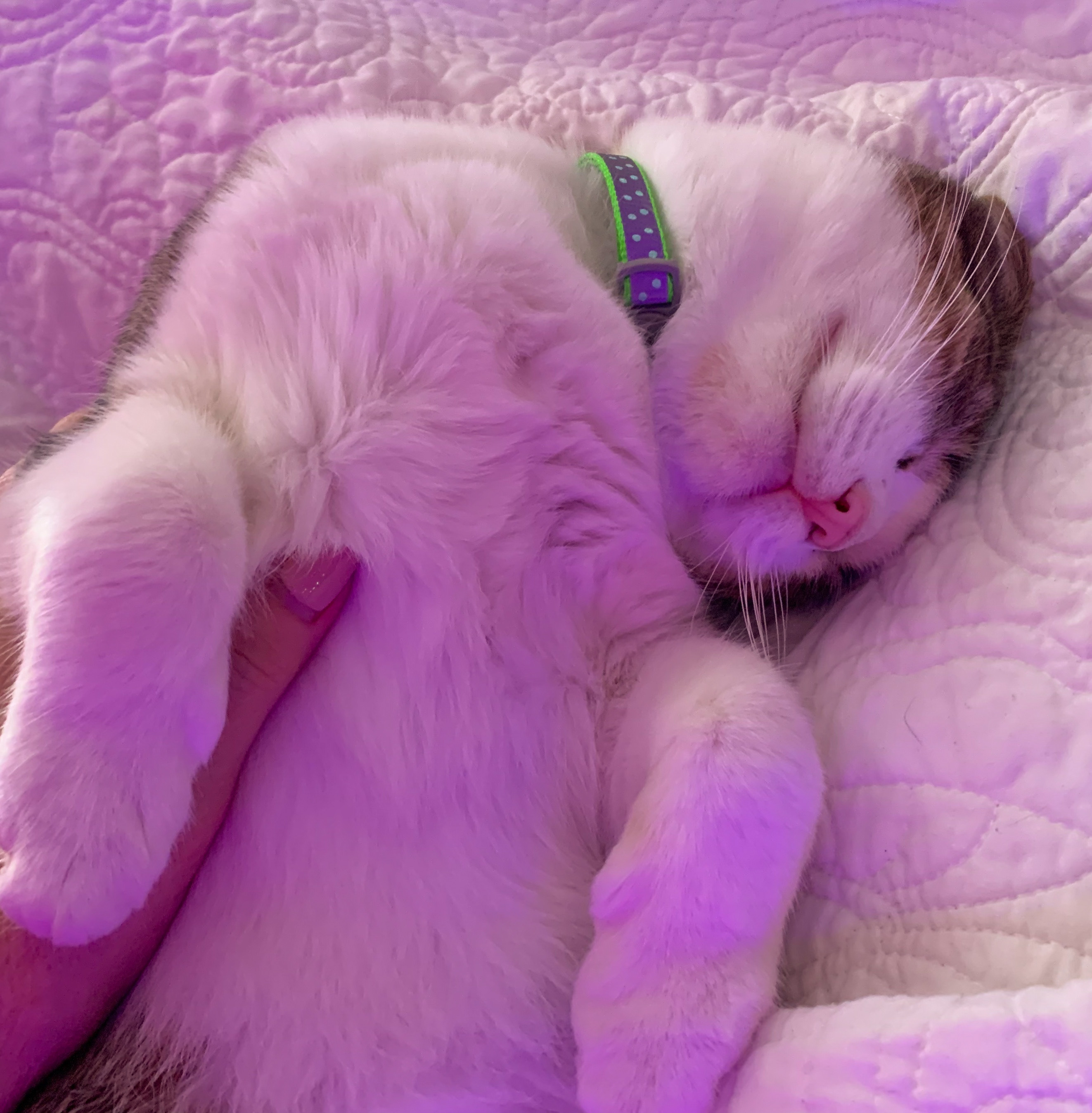 Enlarge Butterbean, a Adoptable mixed breed in Columbia, TN image 1/8