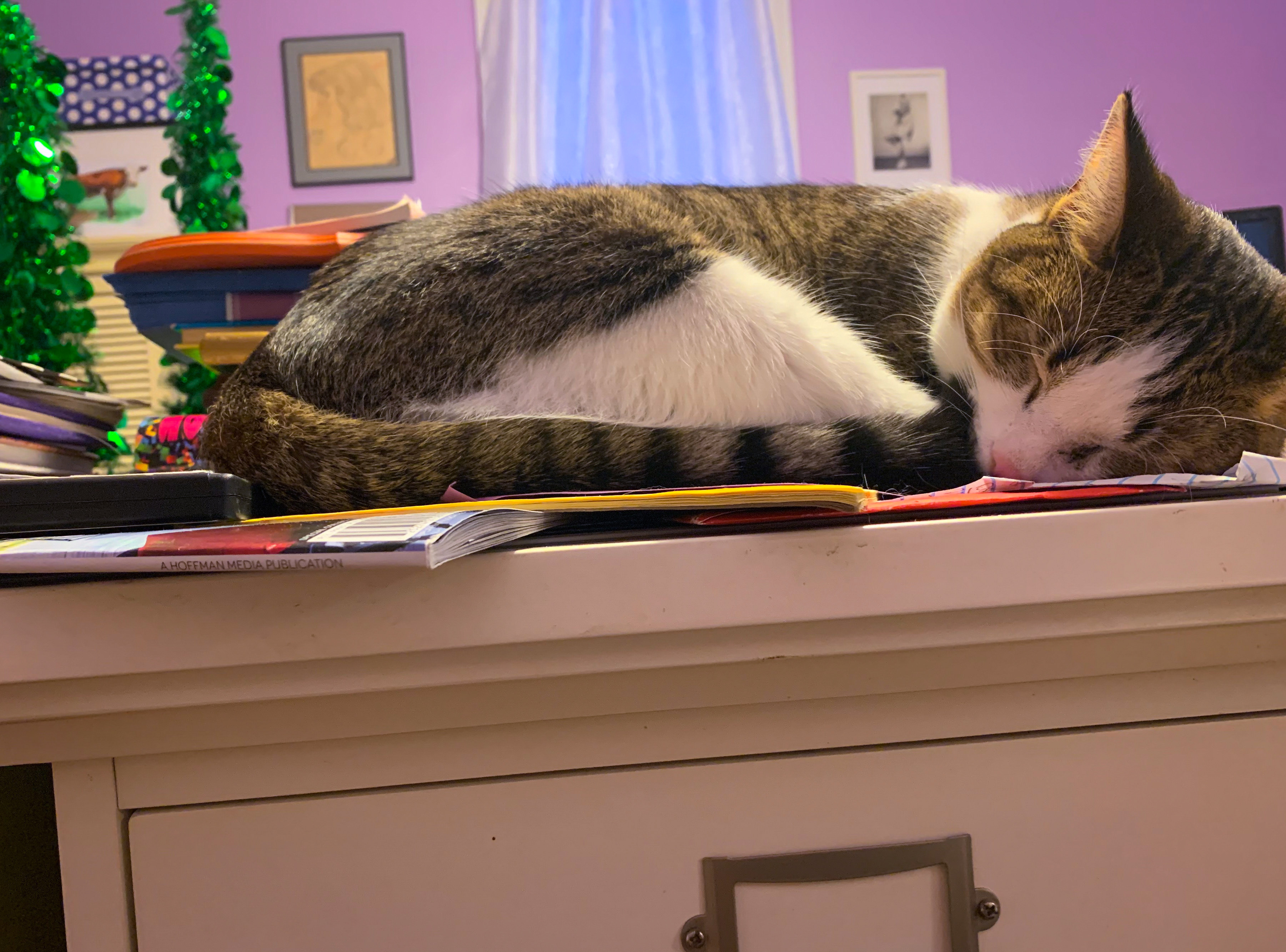 Butterbean, Adoptable, Adult Male Tabby & American Shorthair.