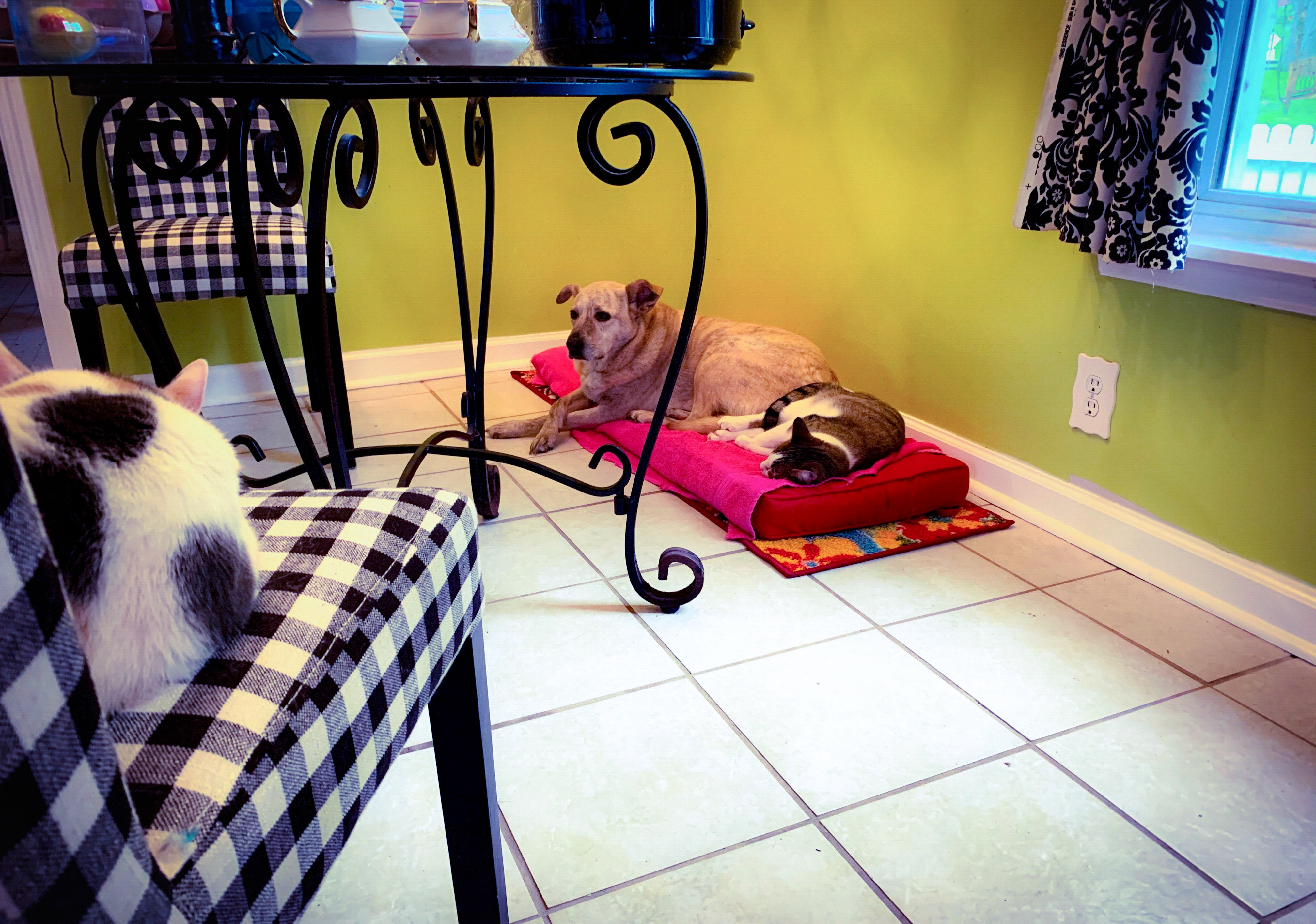 Enlarge Butterbean, a Adoptable mixed breed in Columbia, TN image 3/8