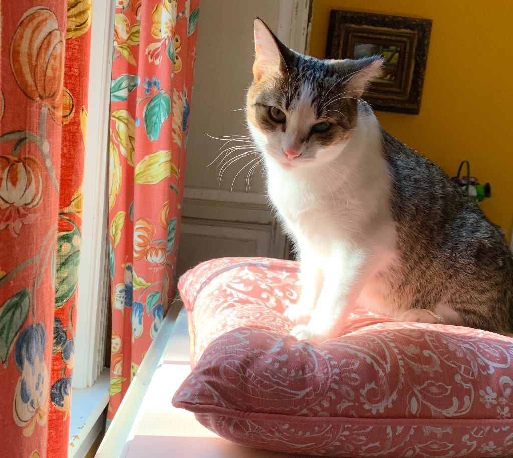 Enlarge Butterbean, a Adoptable mixed breed in Columbia, TN image 4/8