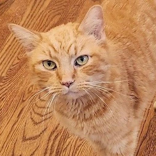 Hannibal, Senior Male Tabby