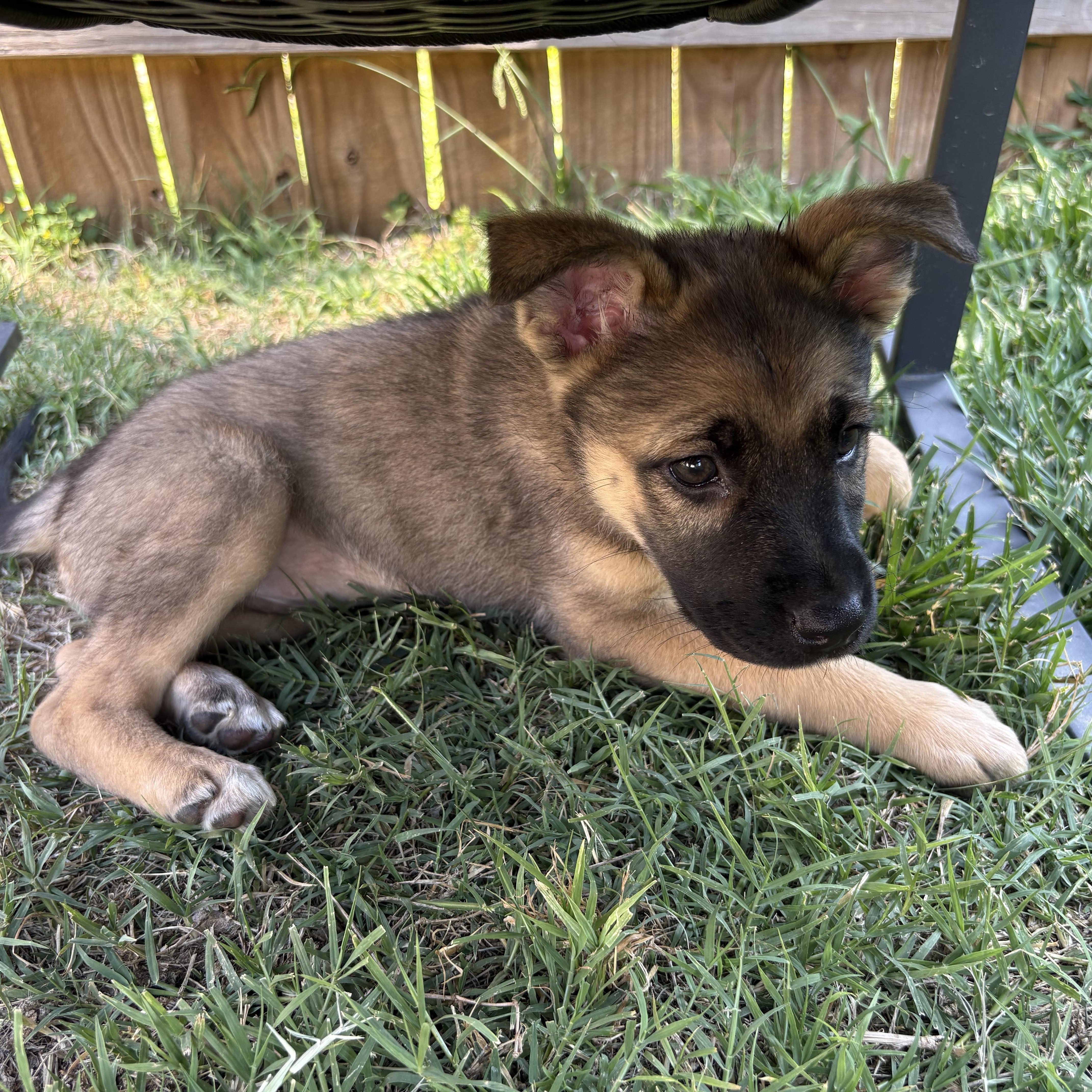 Elsie, an adopted mixed breed in Kannapolis, NC image 3/3