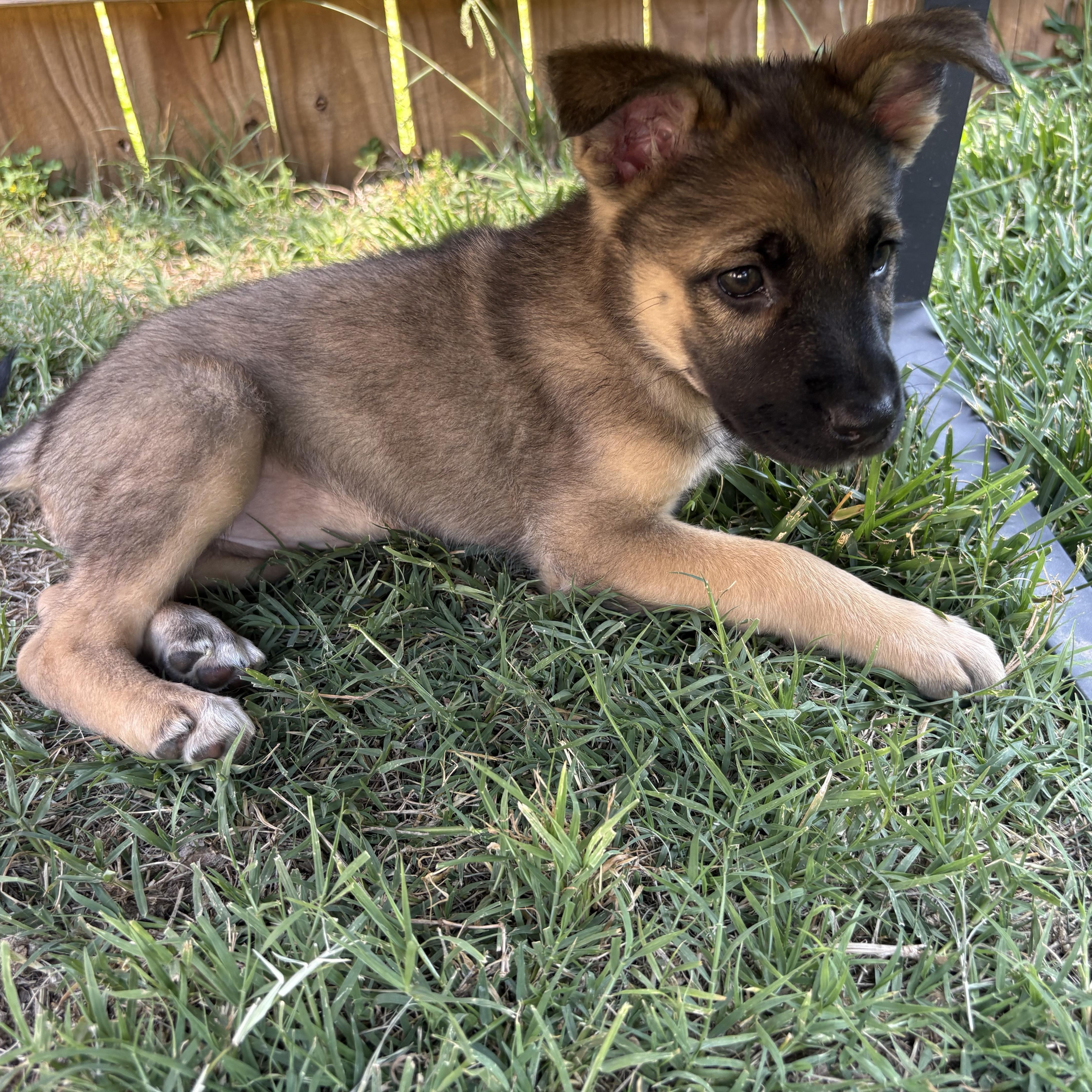 Elsie, adopted, Puppy Female Shepherd & Labrador Retriever.