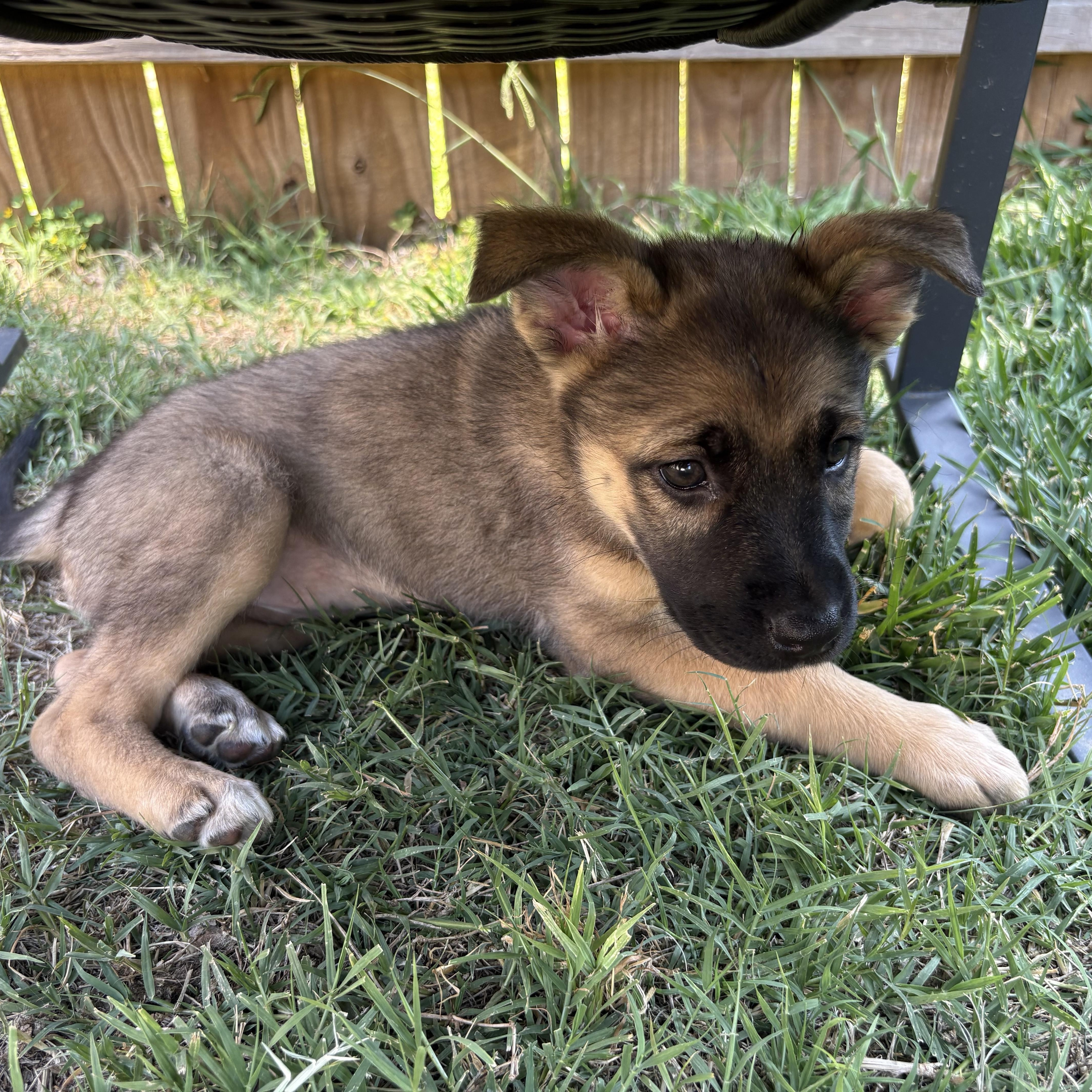 Elsie, an adopted mixed breed in Kannapolis, NC image 2/3
