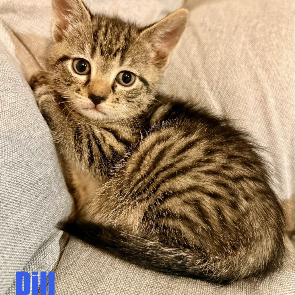 Enlarge Dill, a Adoptable Domestic Short Hair in Leesburg, VA image 1/5