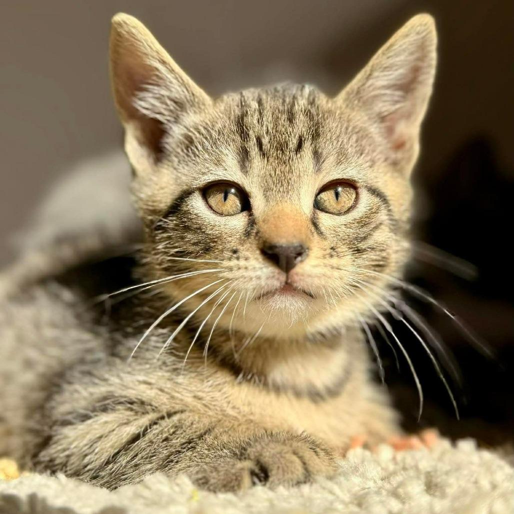 Enlarge Dill, a Adoptable Domestic Short Hair in Leesburg, VA image 3/5