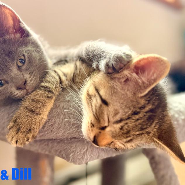 Enlarge Dill, a Adoptable Domestic Short Hair in Leesburg, VA image 4/5