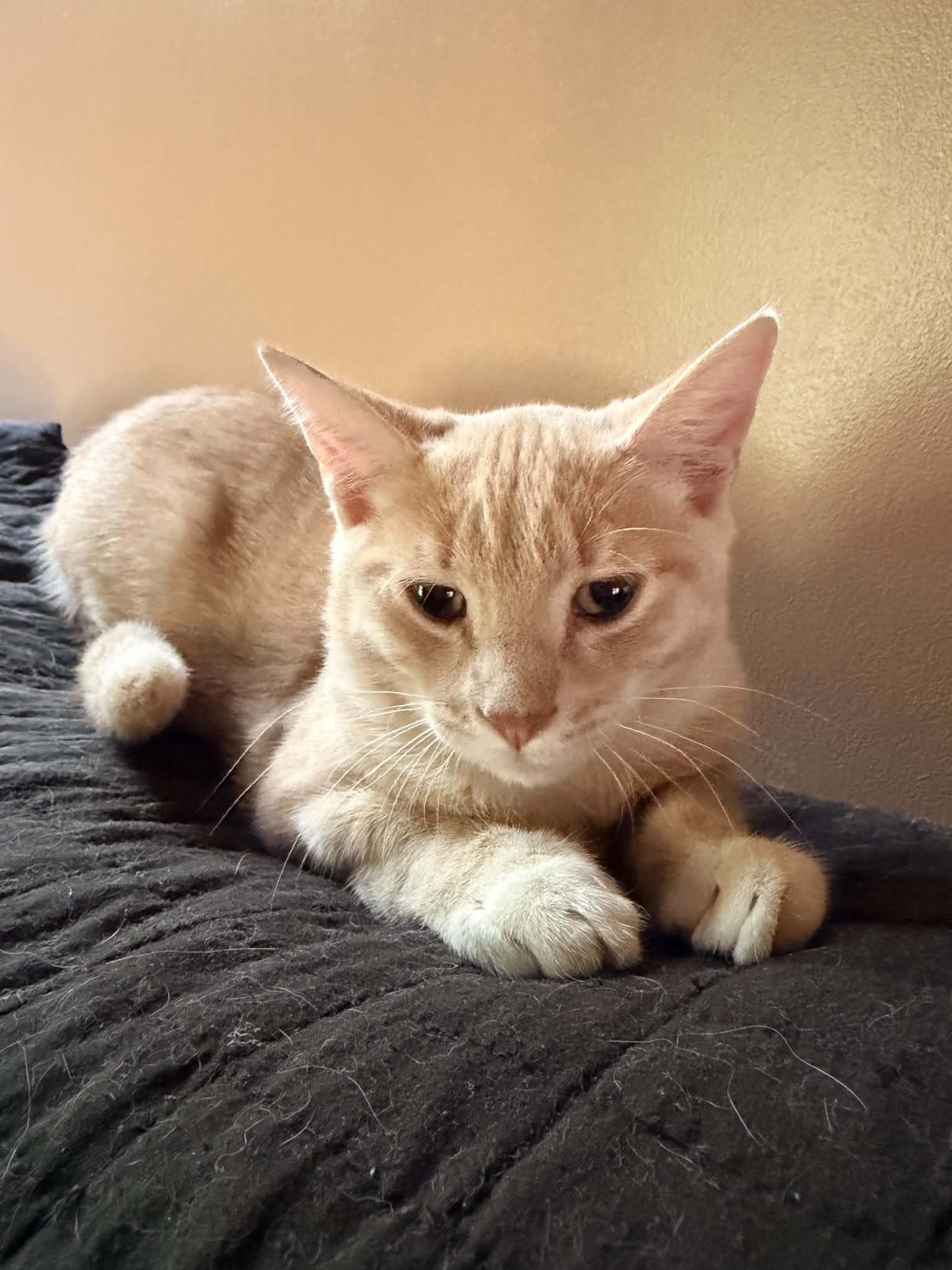 Jasper, ADOPTABLE, Young Male Domestic Short Hair.