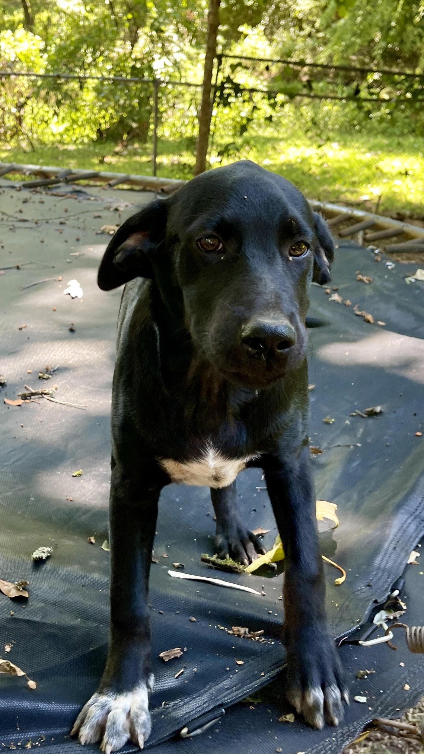 Chip, a Adoptable mixed breed in Medfield, MA image 4/4