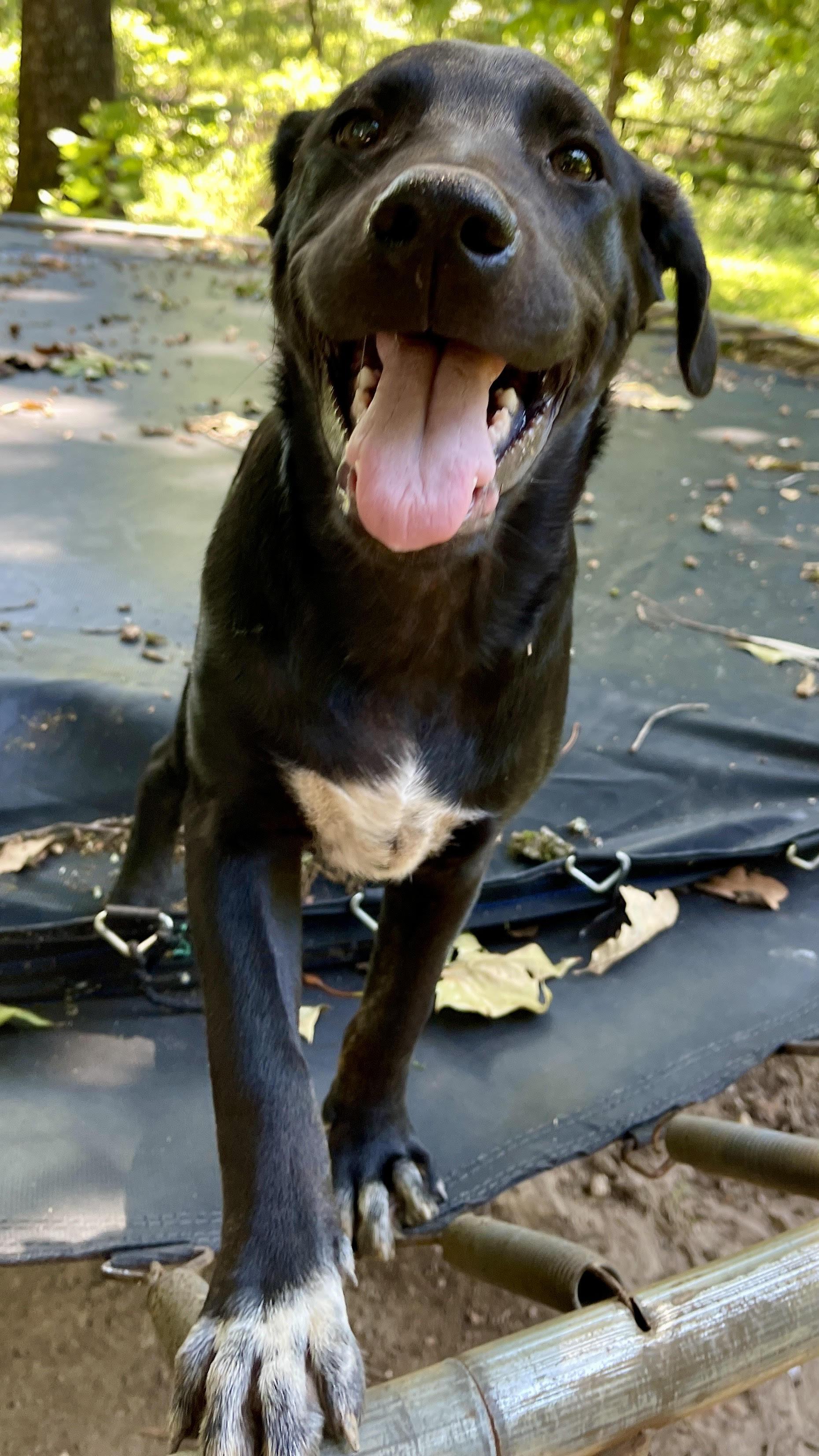 Chip, Adoptable, Young Male Labrador Retriever & Mixed Breed.