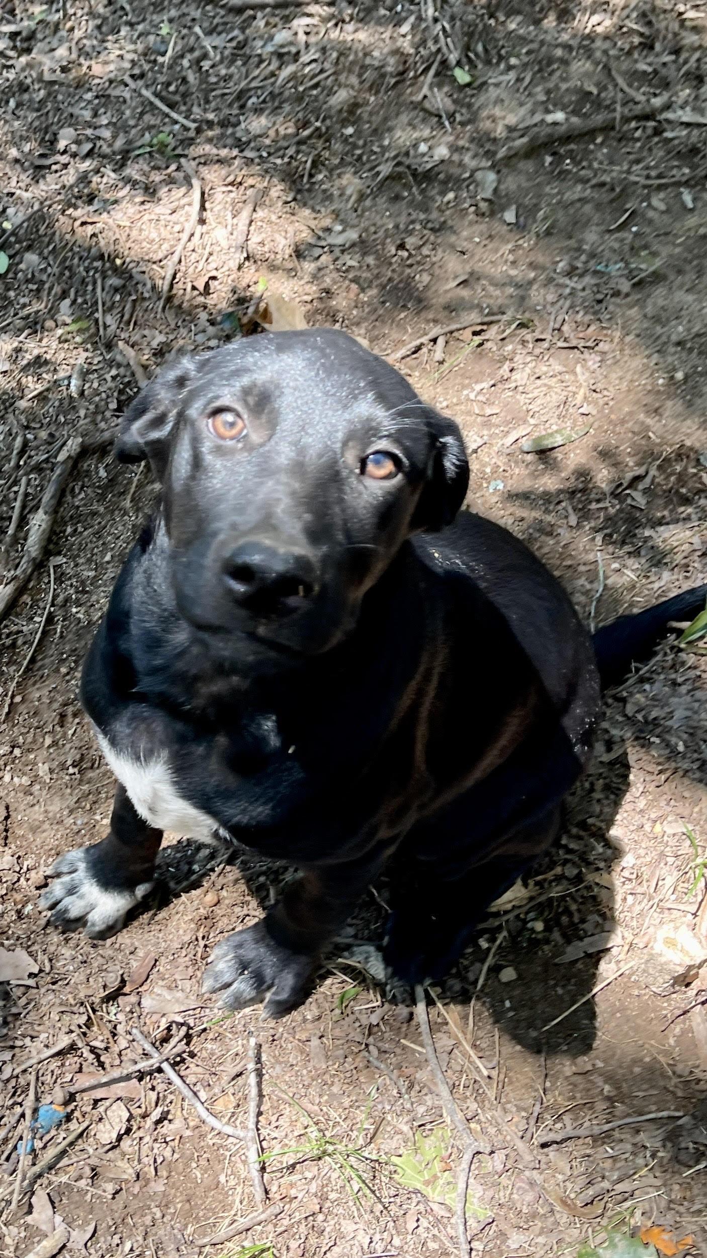 Chip, a Adoptable mixed breed in Medfield, MA image 3/4