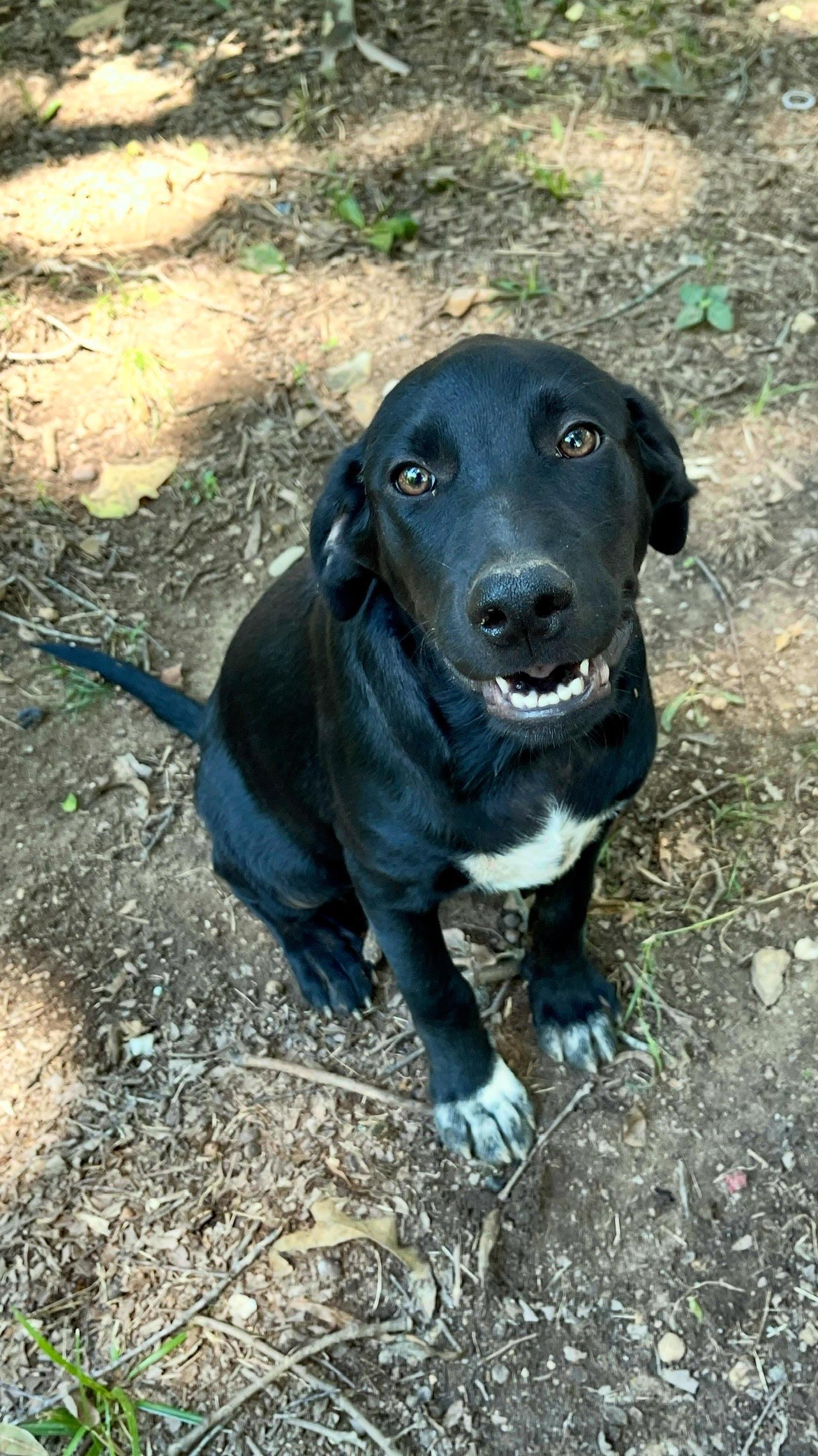 Chip, a Adoptable mixed breed in Medfield, MA image 2/4