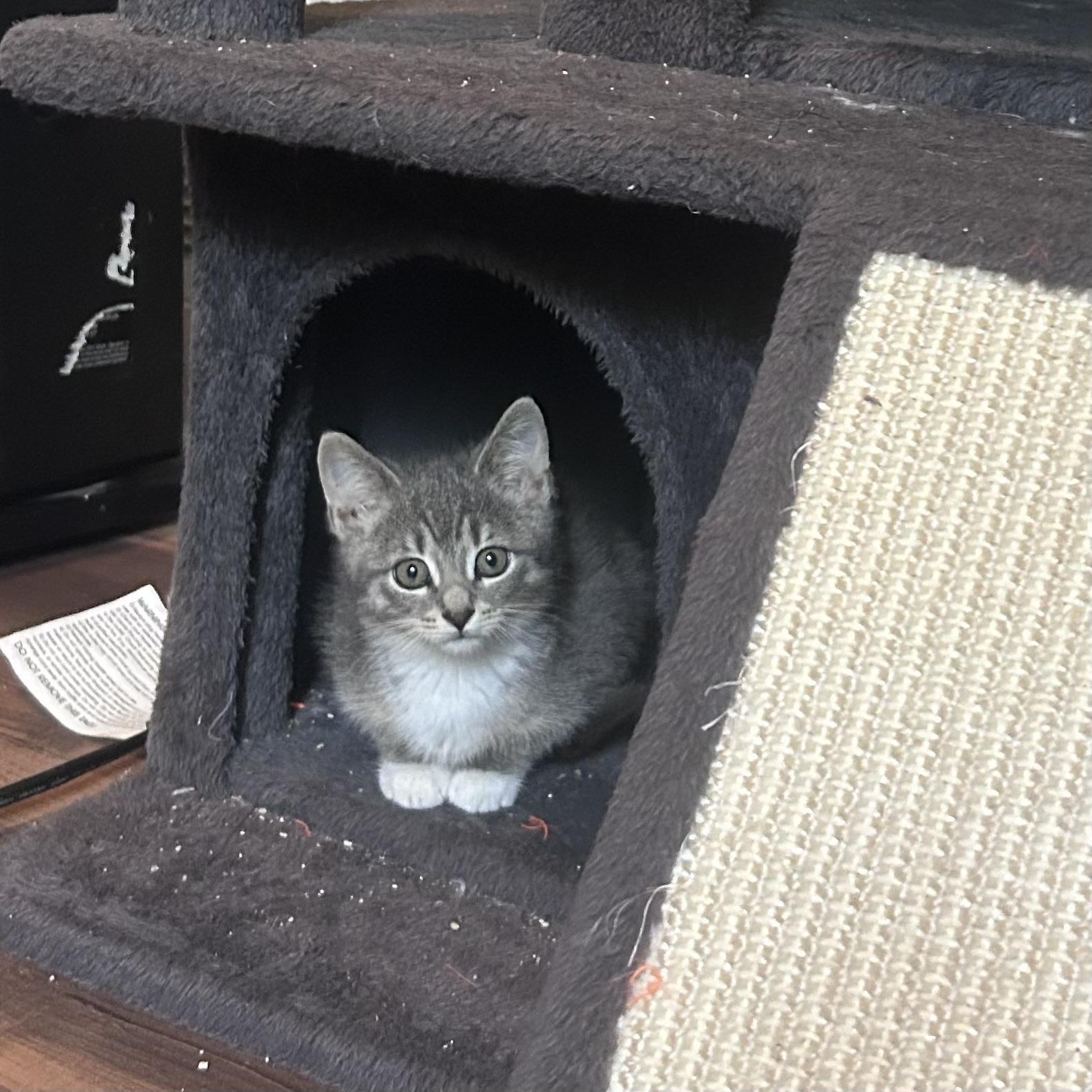 Enlarge Shallot - playful and affectionate kitten, a Adoptable Domestic Short Hair in Hales Corners, WI image 5/6