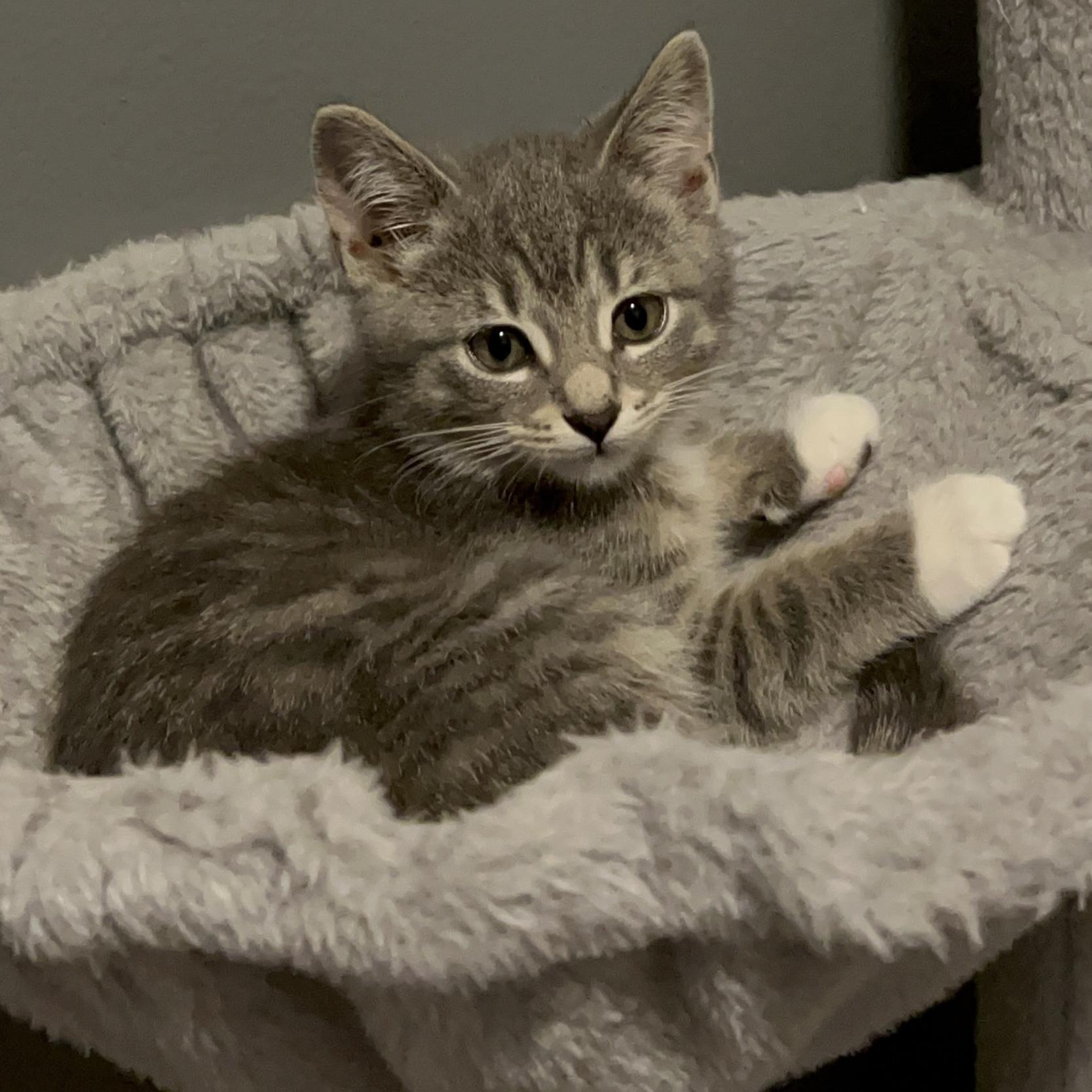 Enlarge Shallot - playful and affectionate kitten, a Adoptable Domestic Short Hair in Hales Corners, WI image 1/6