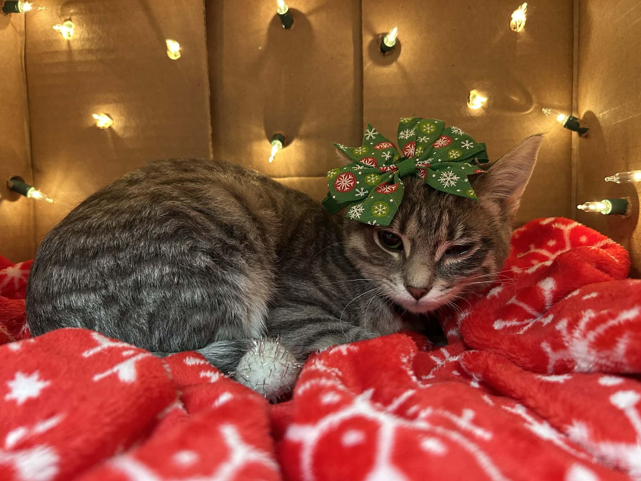 Enlarge Shallot - playful and affectionate kitten, a Adoptable Domestic Short Hair in Hales Corners, WI image 2/6