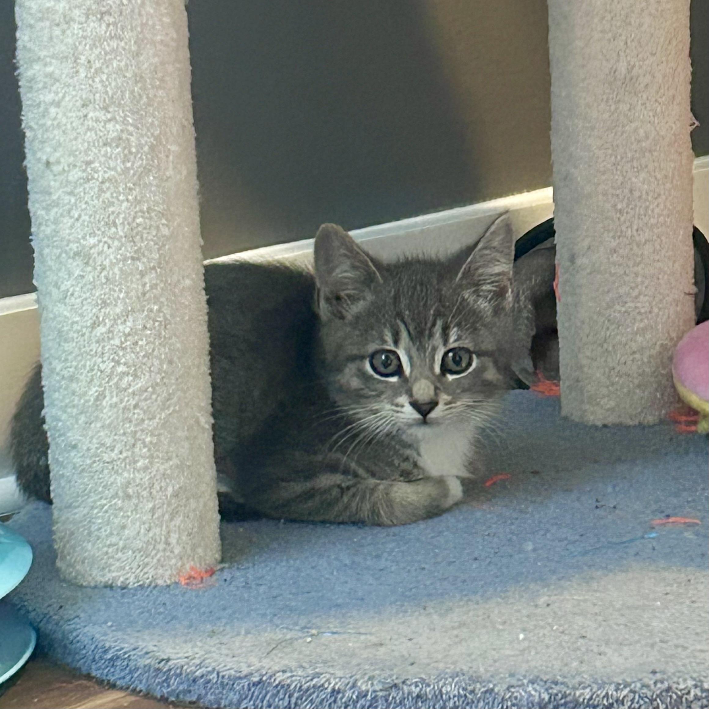 Enlarge Shallot - playful and affectionate kitten, a Adoptable Domestic Short Hair in Hales Corners, WI image 3/6