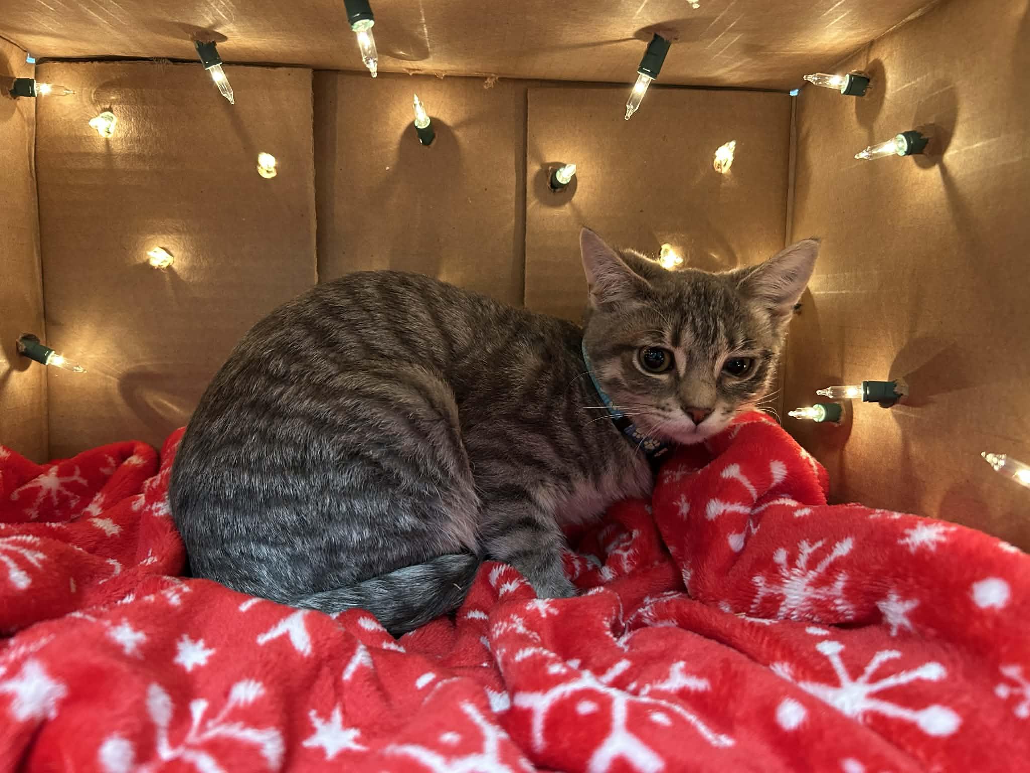 Enlarge Shallot - playful and affectionate kitten, a Adoptable Domestic Short Hair in Hales Corners, WI image 6/6