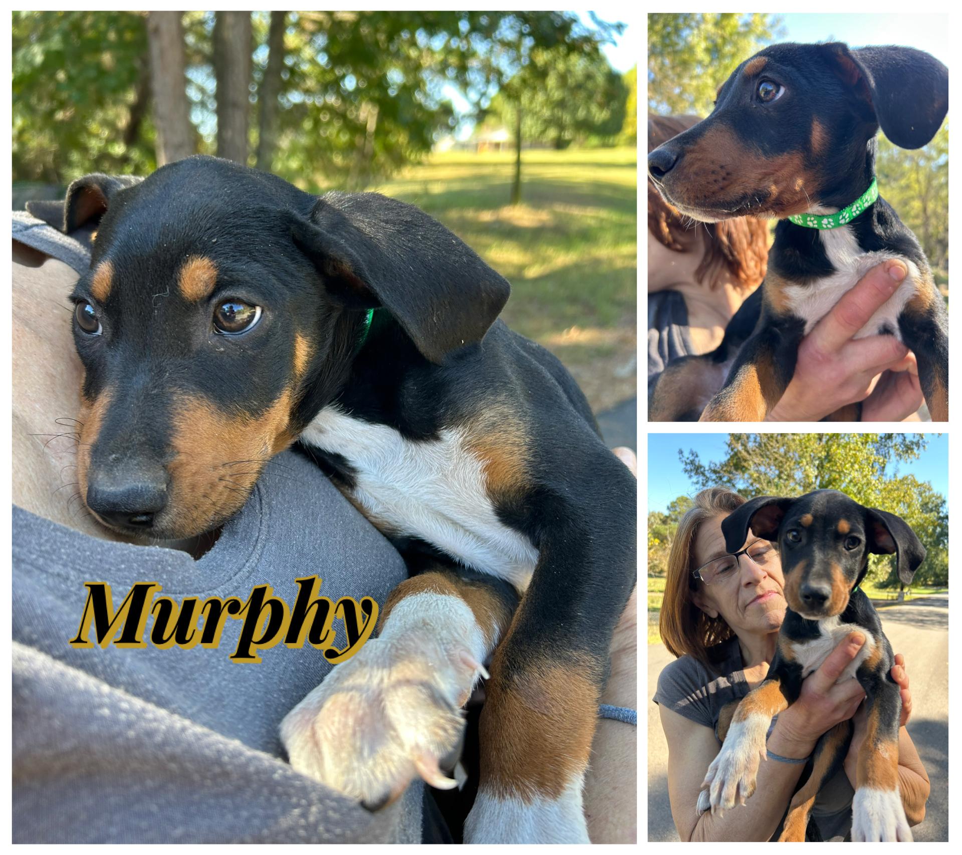 Enlarge Murphy, a Adoptable mixed breed in Arnold, MO image 1/2