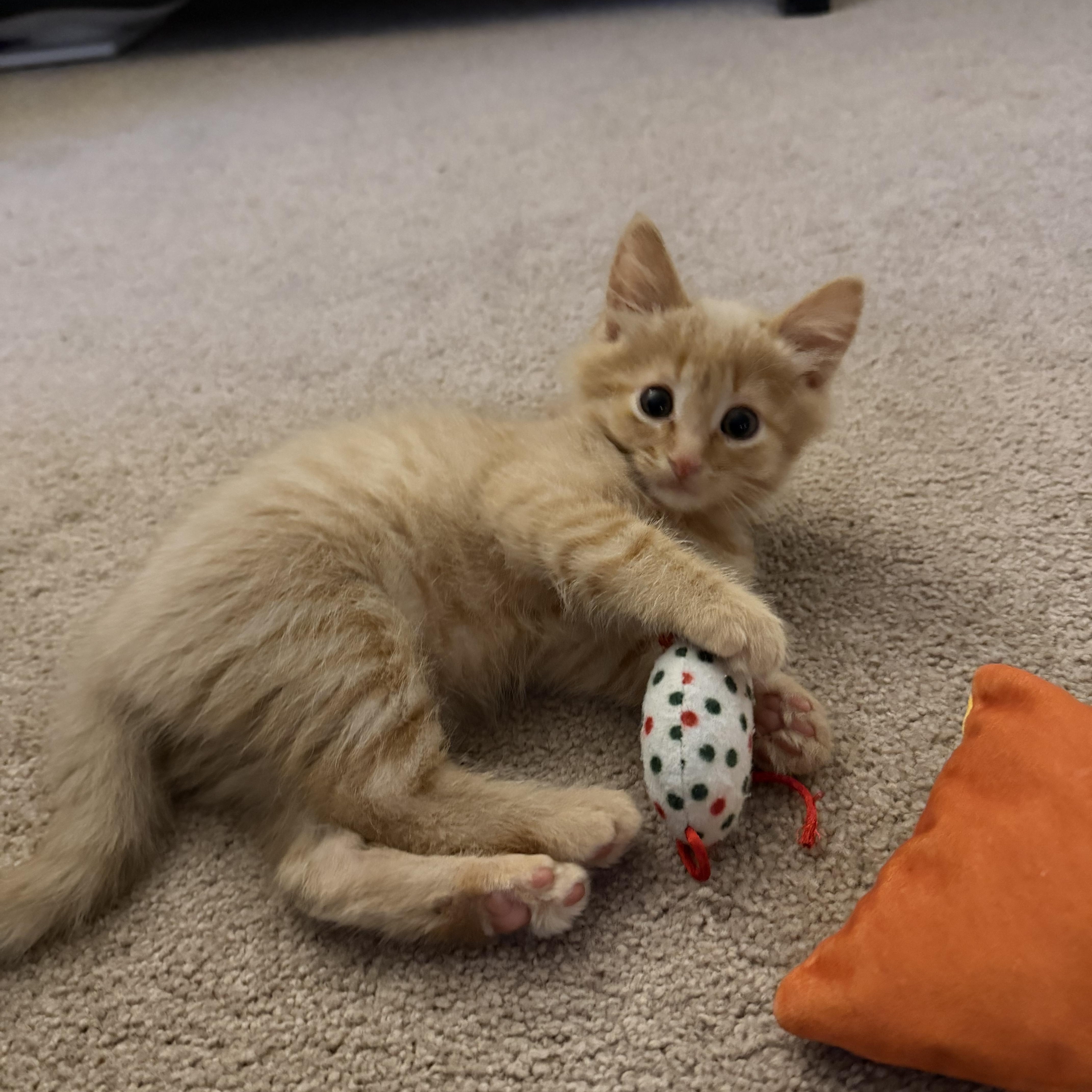 Enlarge Reuben , an adopted Domestic Medium Hair in Lacona, NY image 2/5