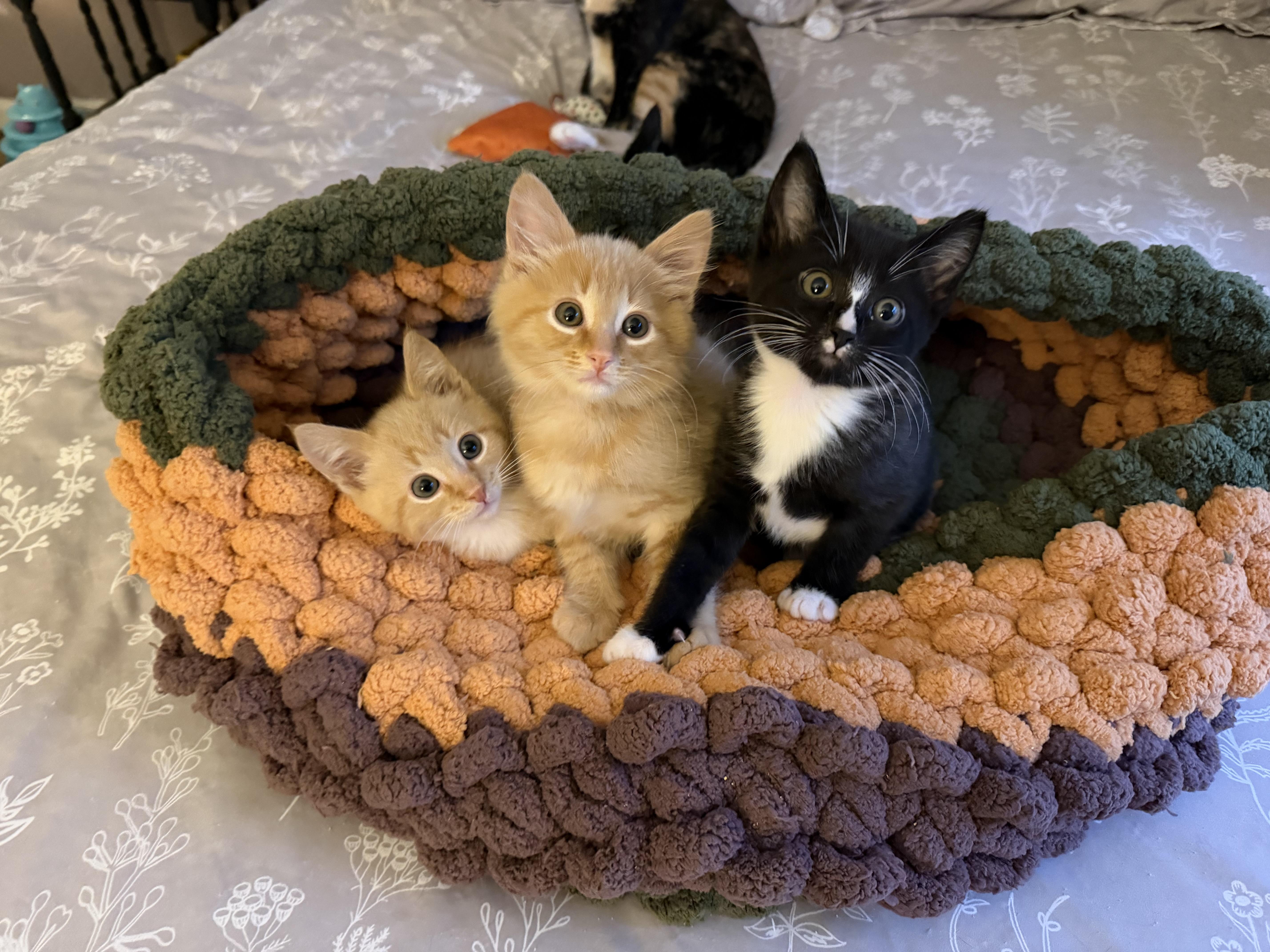 Enlarge Reuben , an adopted Domestic Medium Hair in Lacona, NY image 5/5