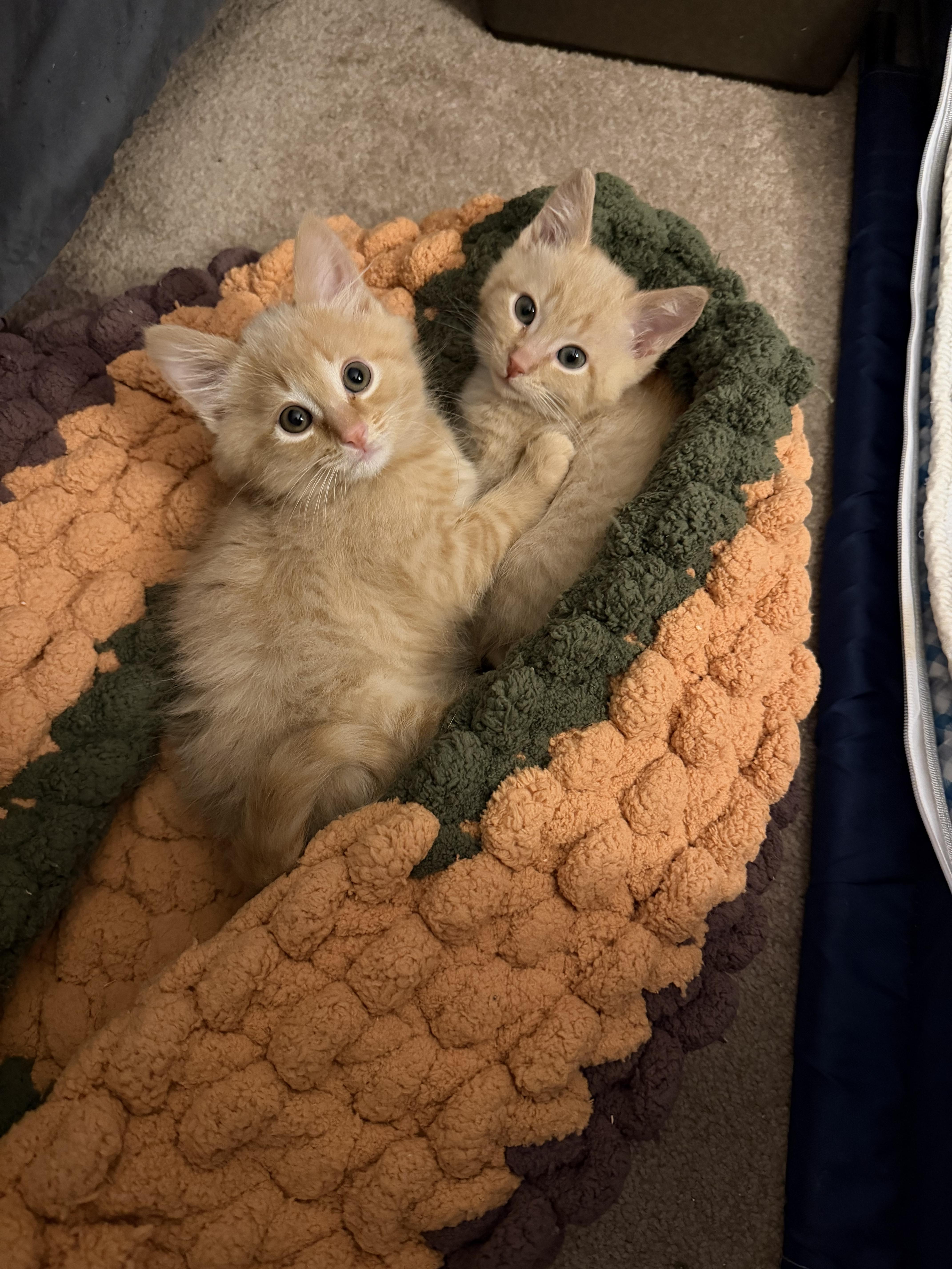 Enlarge Reuben , an adopted Domestic Medium Hair in Lacona, NY image 4/5