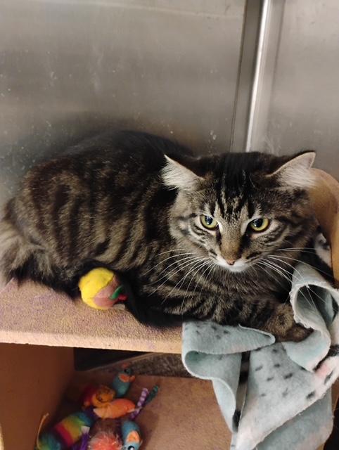 Enlarge Paulette, a Adoptable mixed breed in Clawson, MI image 1/1