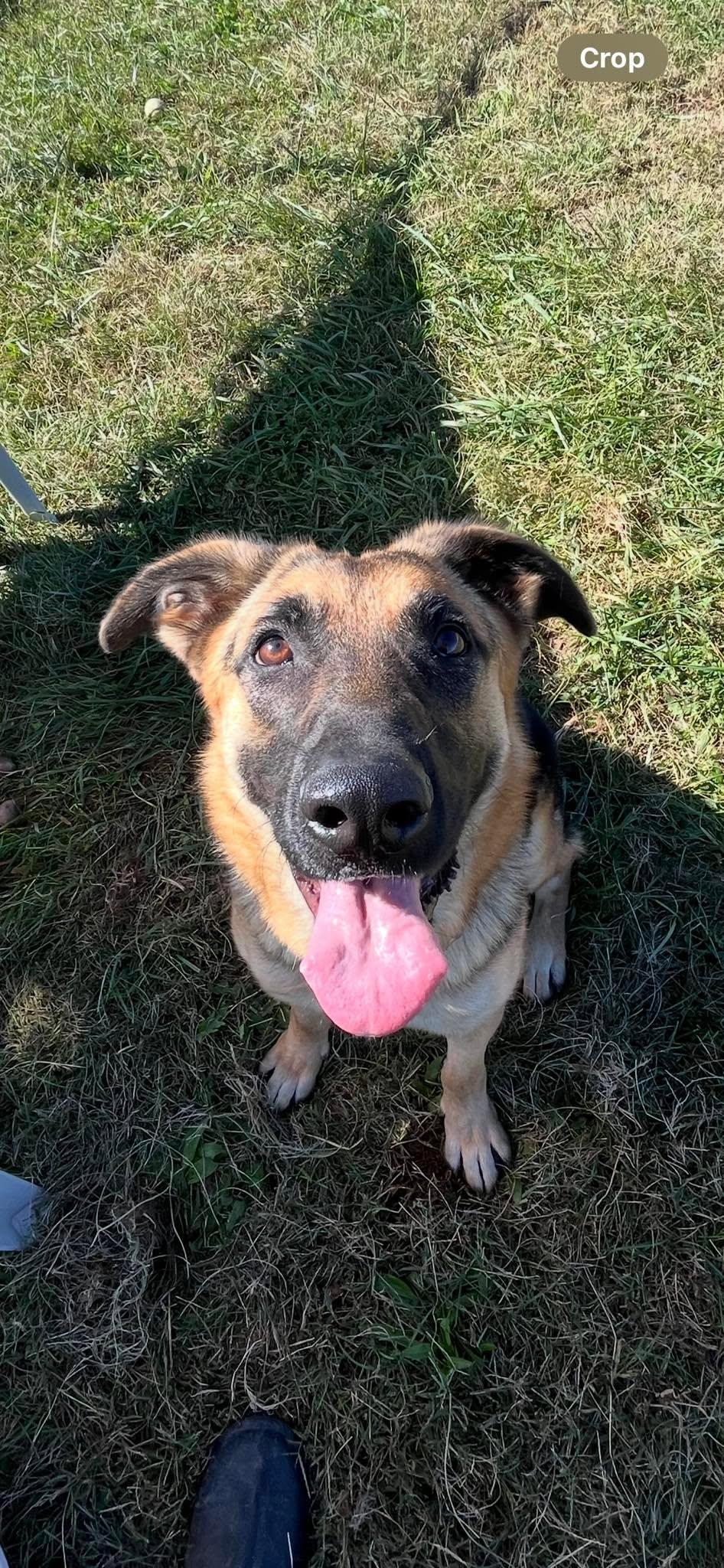 Enlarge Oakley, a Adoptable German Shepherd Dog in Harrodsburg, KY image 2/3