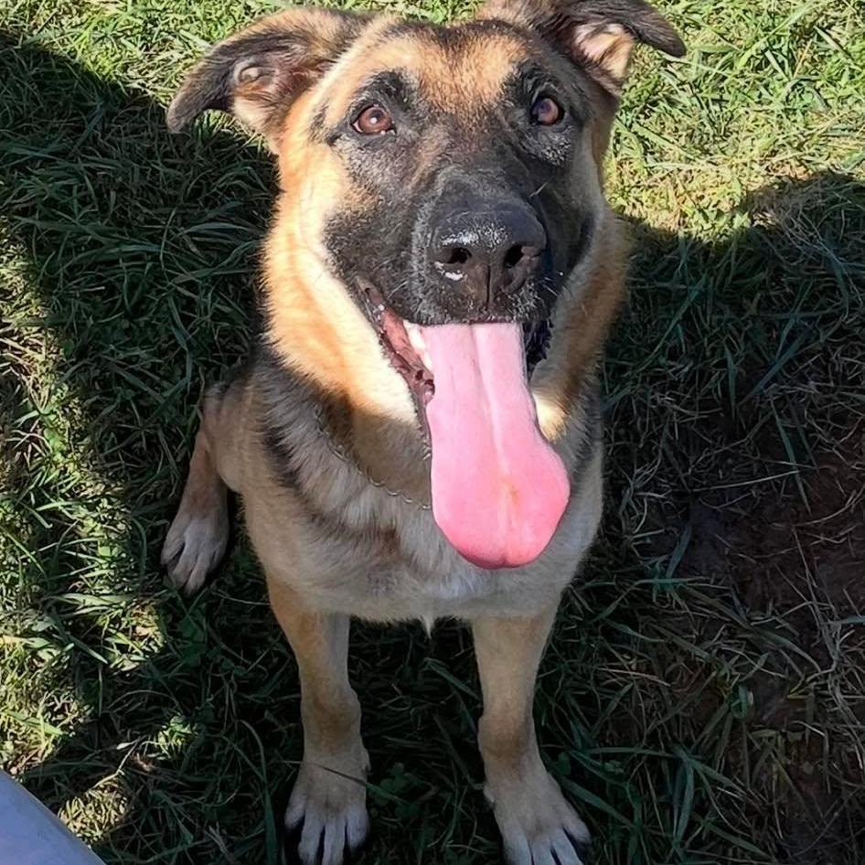 Oakley, Adoptable, Young Female German Shepherd Dog.
