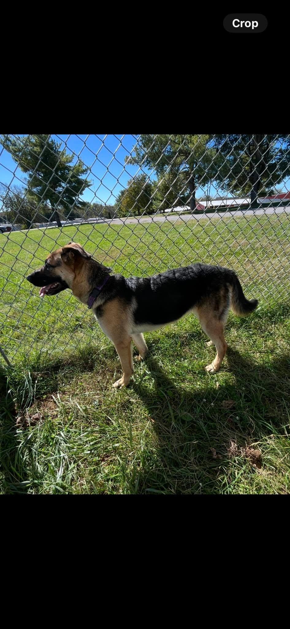 Enlarge Oakley, a Adoptable German Shepherd Dog in Harrodsburg, KY image 3/3