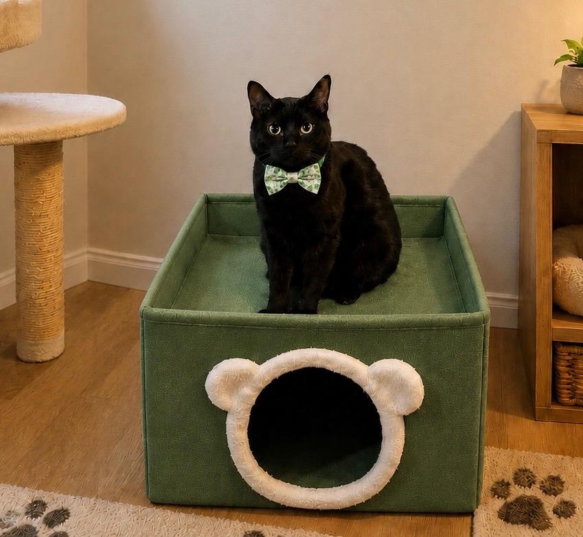 BAGHEERA - BEAUTIFUL BOMBAY, ADOPTABLE, Adult Male Bombay.